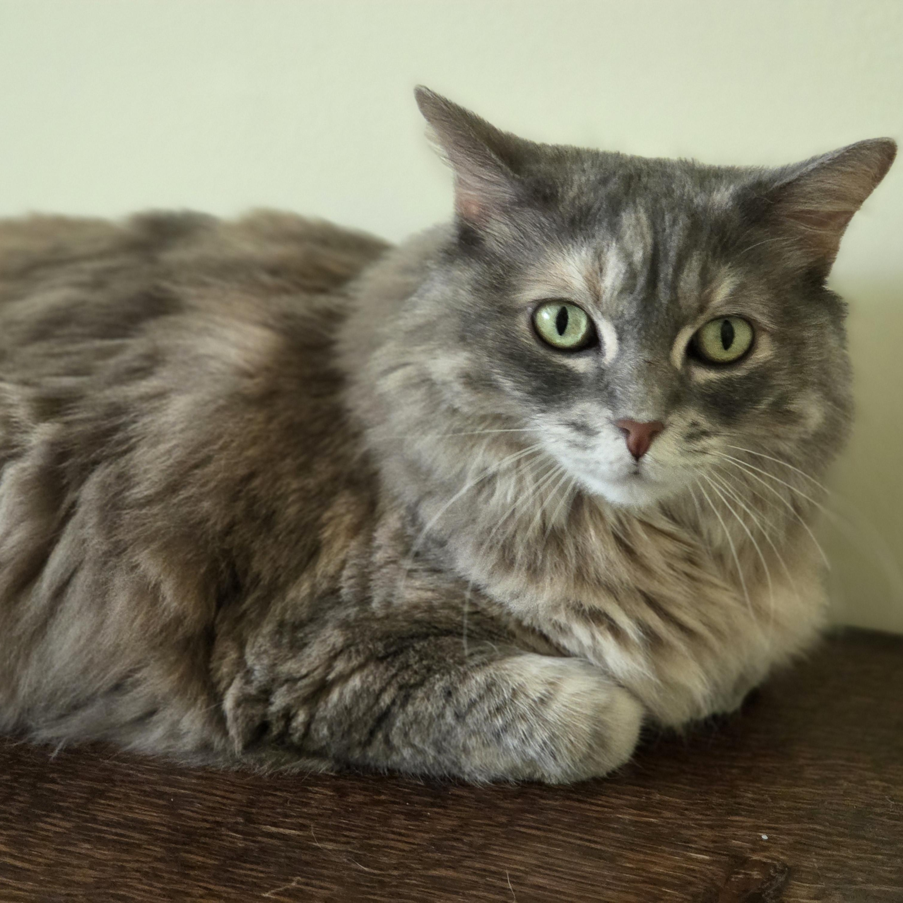 Enlarge Mona (URGENT), a Adopted Domestic Long Hair in Tustin, CA image 2/6
