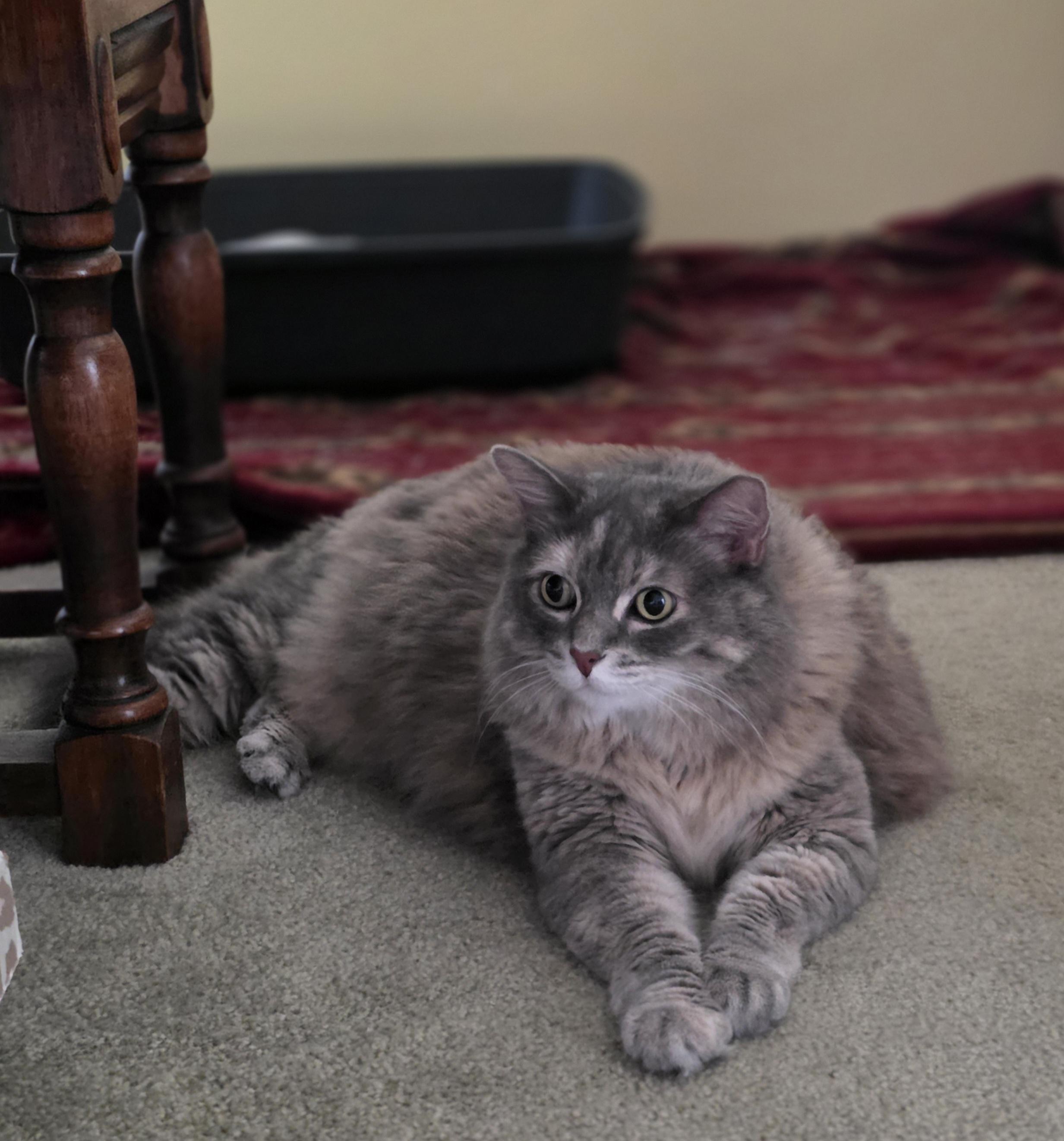 Enlarge Mona (URGENT), a Adopted Domestic Long Hair in Tustin, CA image 4/6