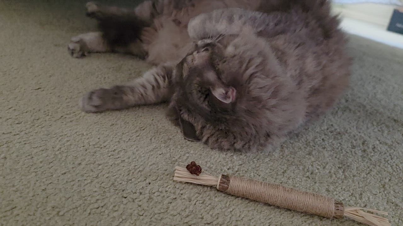 Enlarge Mona (URGENT), a Adopted Domestic Long Hair in Tustin, CA video 5/6