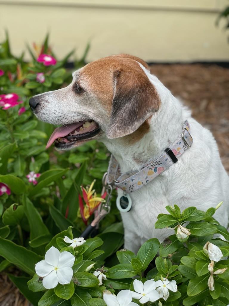Hattie, Adoptable, Adult Female Beagle.