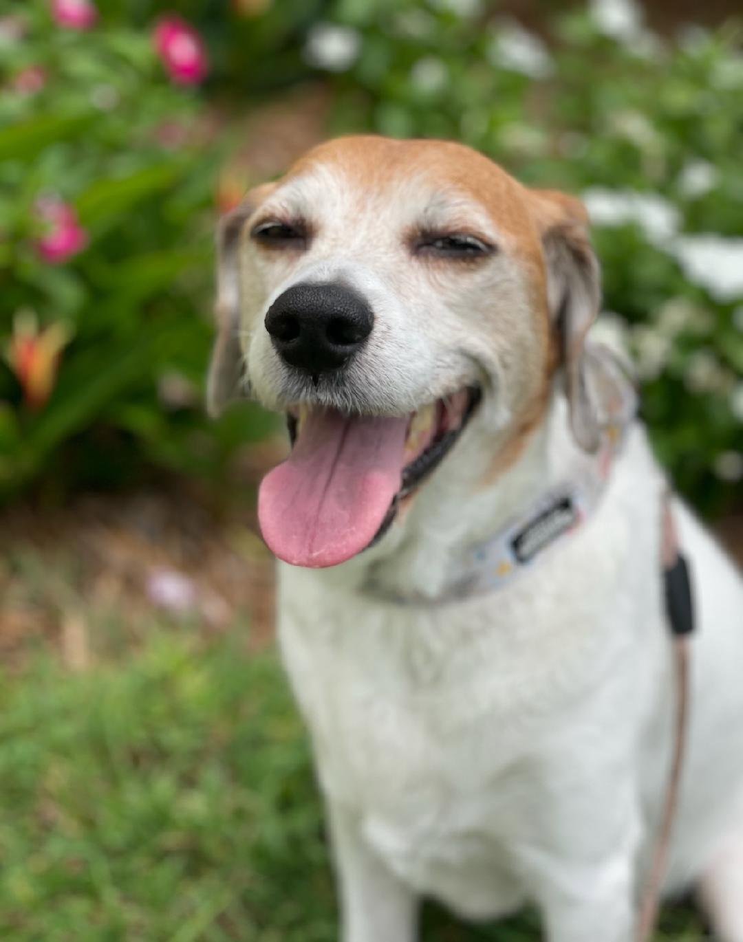 Enlarge Hattie, a Adoptable Beagle in Royal Palm Beach, FL image 2/3