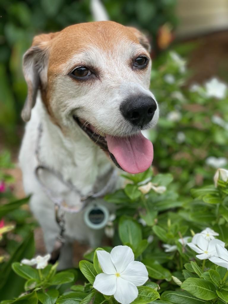 Enlarge Hattie, a Adoptable Beagle in Royal Palm Beach, FL image 3/3