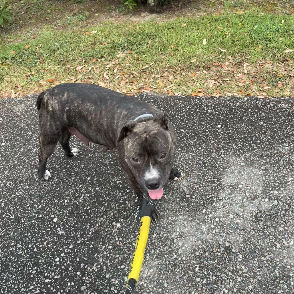 Veda, Adoptable, Adult Female Mixed Breed.