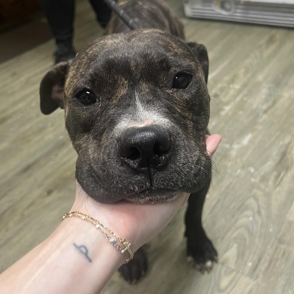 Enlarge Veda, a Adoptable Mixed Breed in Summerville, SC image 2/6