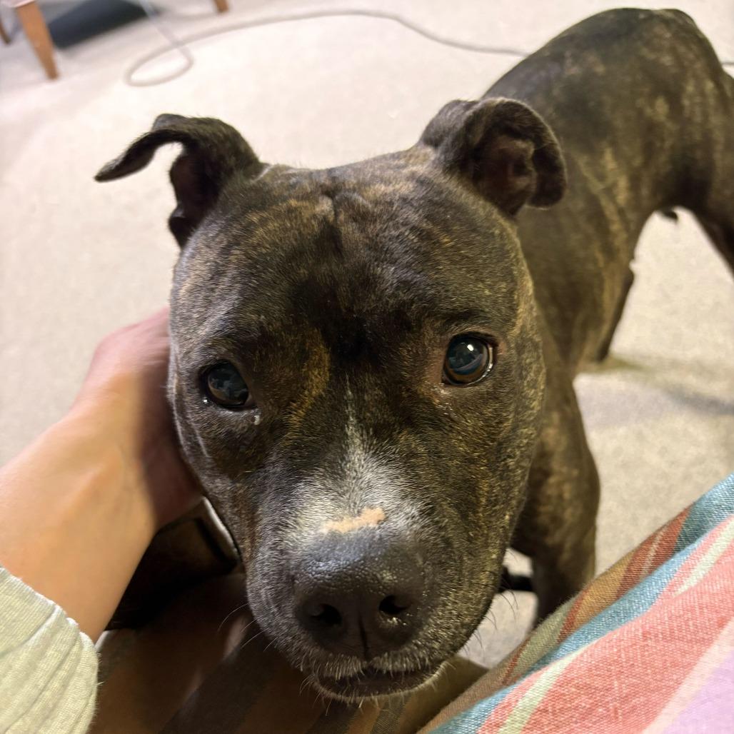 Enlarge Veda, a Adoptable Mixed Breed in Summerville, SC image 3/6