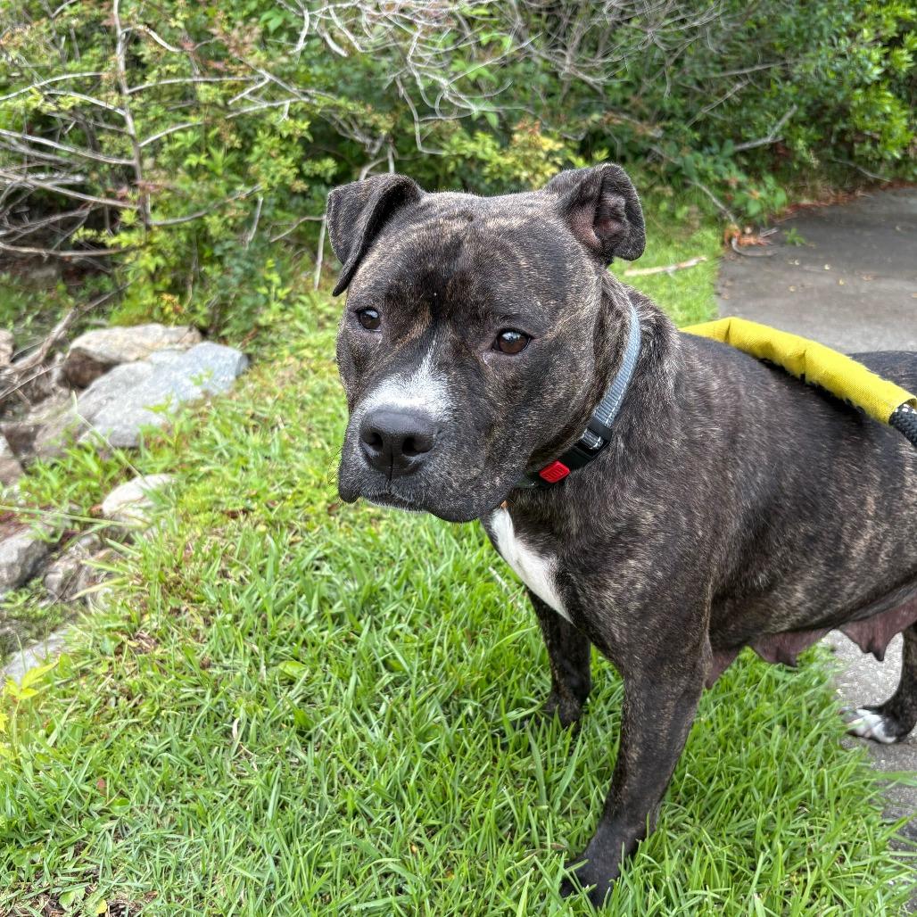 Enlarge Veda, a Adoptable Mixed Breed in Summerville, SC image 4/6