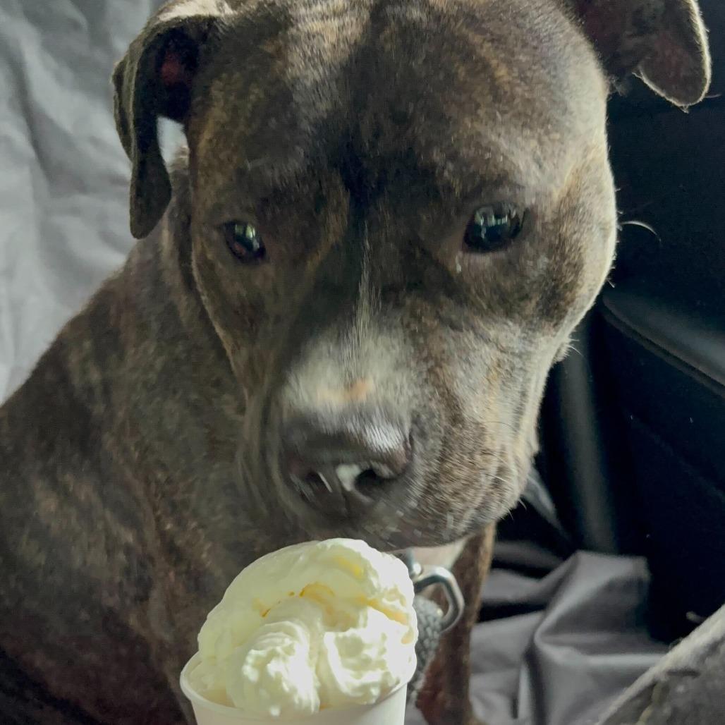 Enlarge Veda, a Adoptable Mixed Breed in Summerville, SC image 5/6