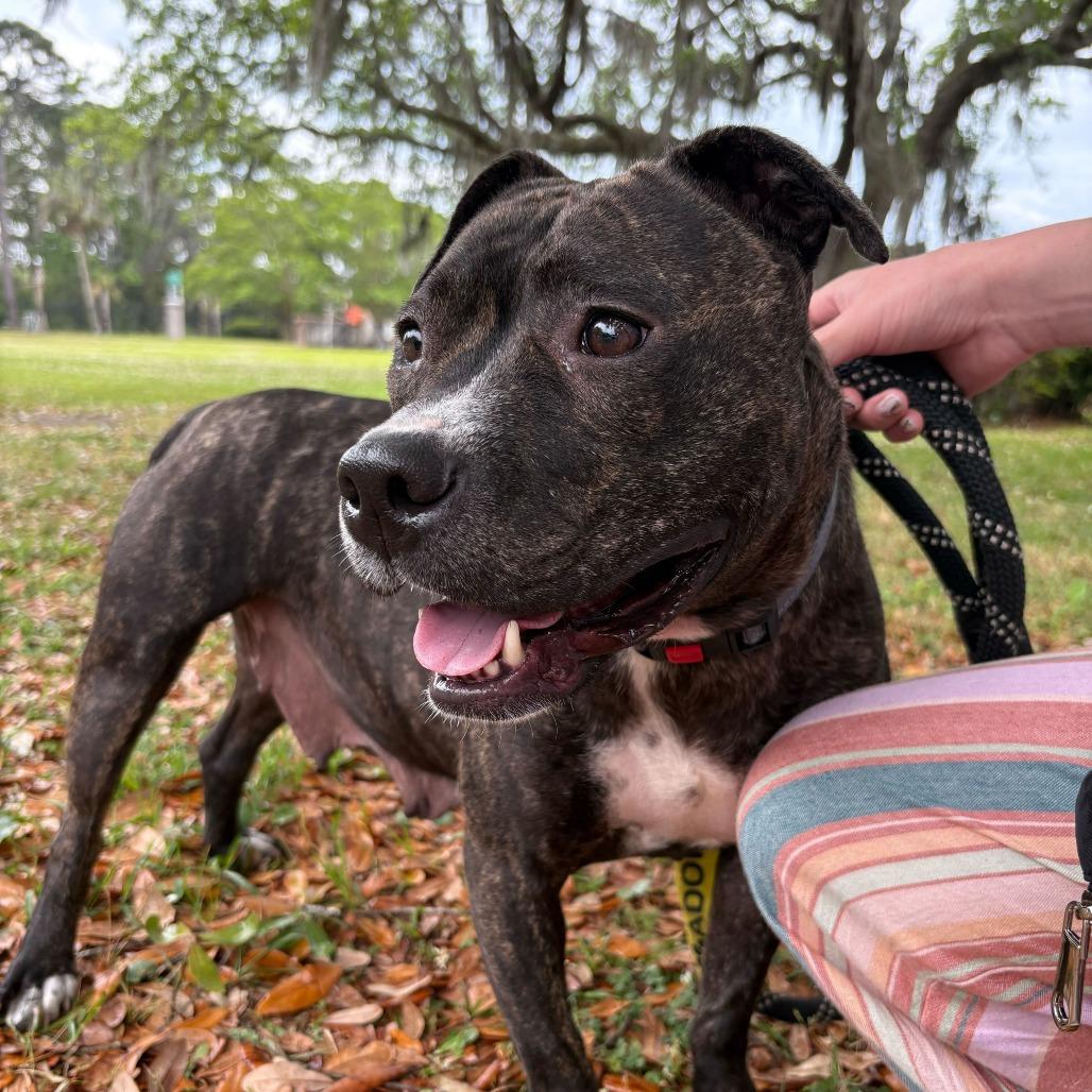 Enlarge Veda, a Adoptable Mixed Breed in Summerville, SC image 6/6