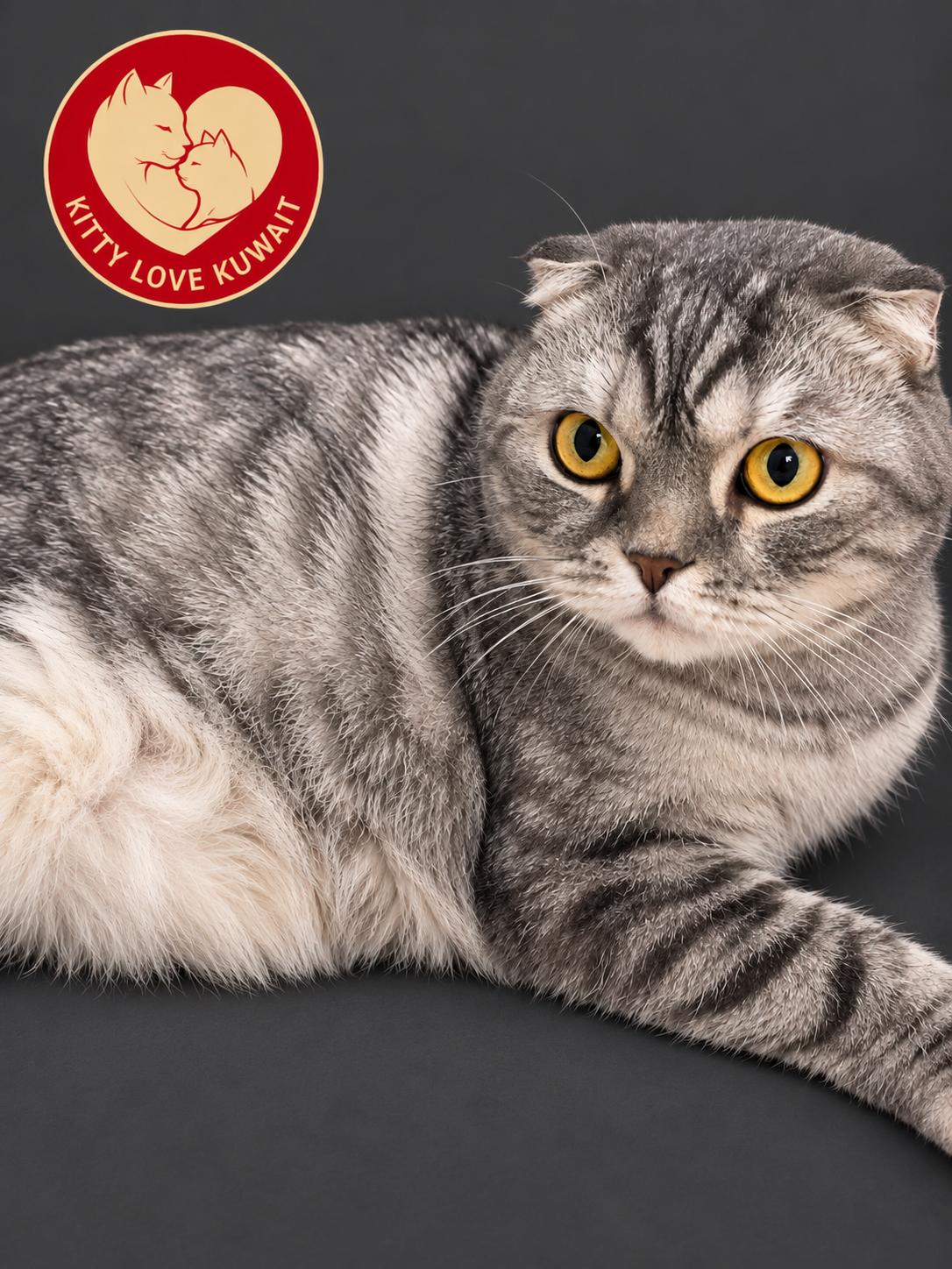 Enlarge Baloo, a Adoptable Scottish Fold in Snow Hill, MD image 1/1