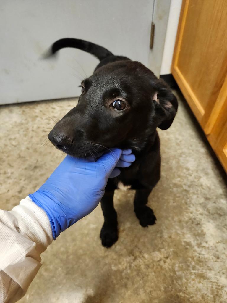 Enlarge Earth, a Adoptable mixed breed in Lockhart, TX image 1/1