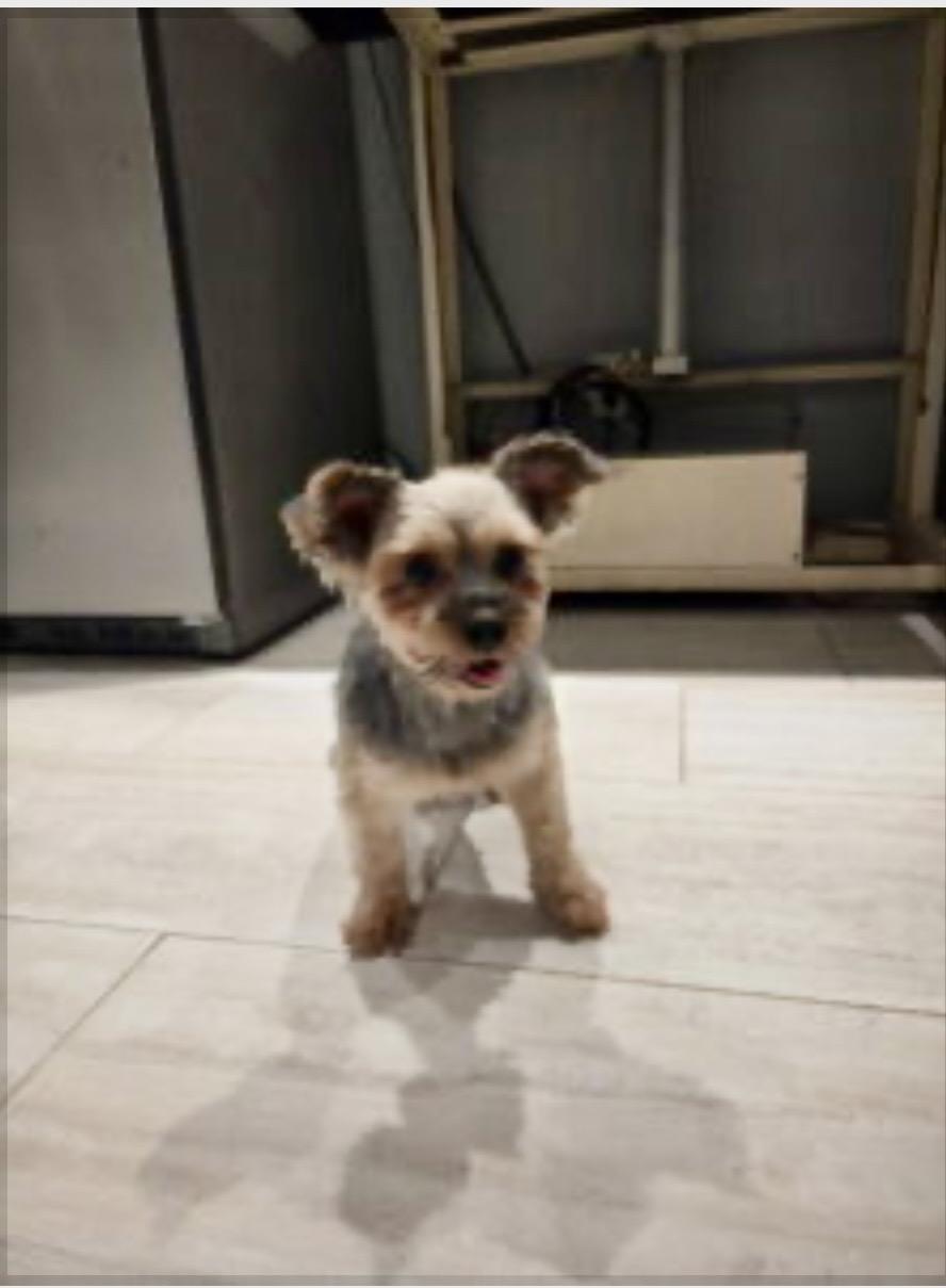 Stella Parton, ADOPTABLE, Adult Female Yorkshire Terrier.