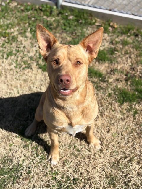Enlarge BENTLEY, a Adoptable mixed breed in Forney, TX image 1/1