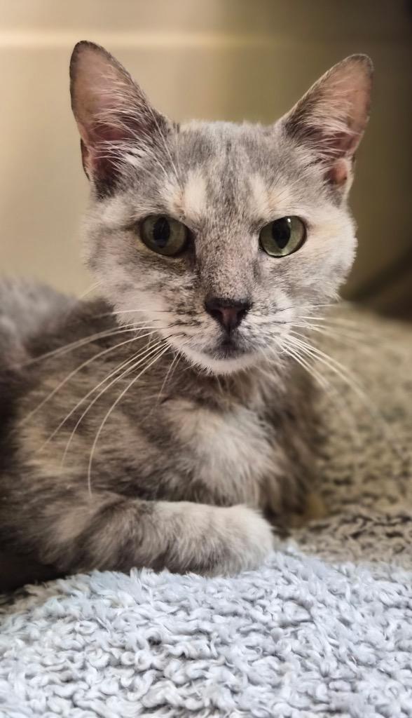 Enlarge Taylor, a Adoptable mixed breed in Mountain Home, AR image 1/1