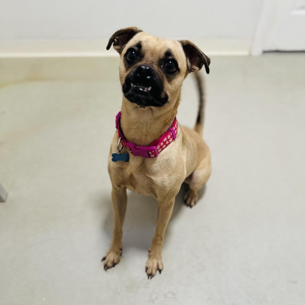 Leslie -  City of Industry Location, Adoptable, Adult Female Pug.
