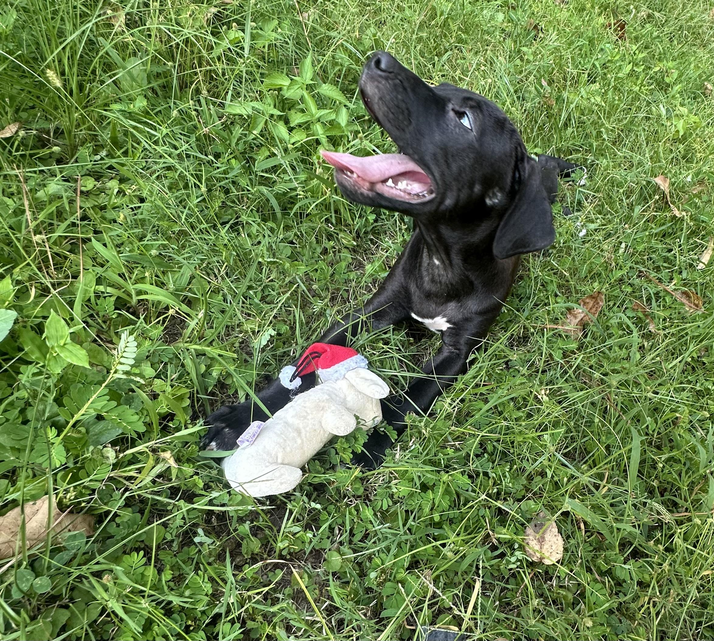 Skipper (Winataska litter), Adoptable, Young Male Black Labrador Retriever.