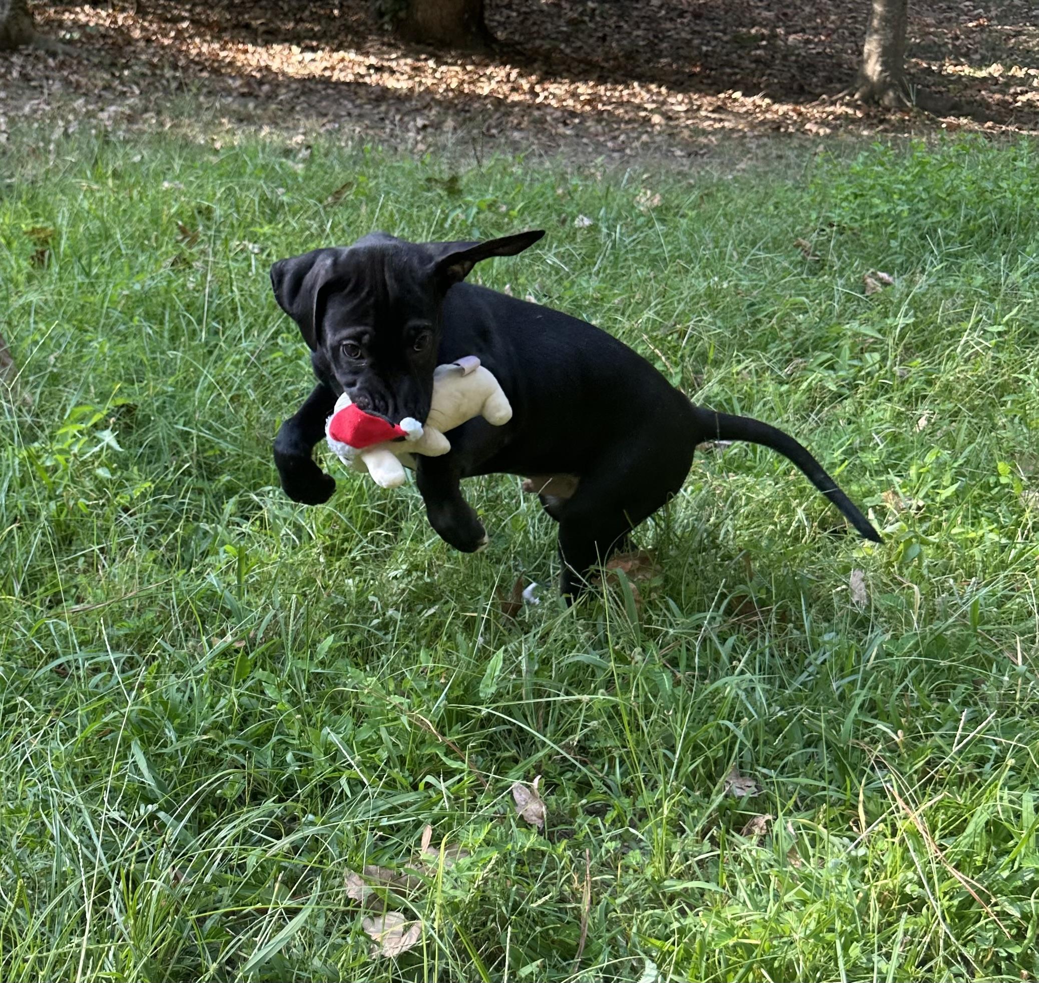 Skipper (Winataska litter), a Adoptable mixed breed in Chelsea, AL image 2/5