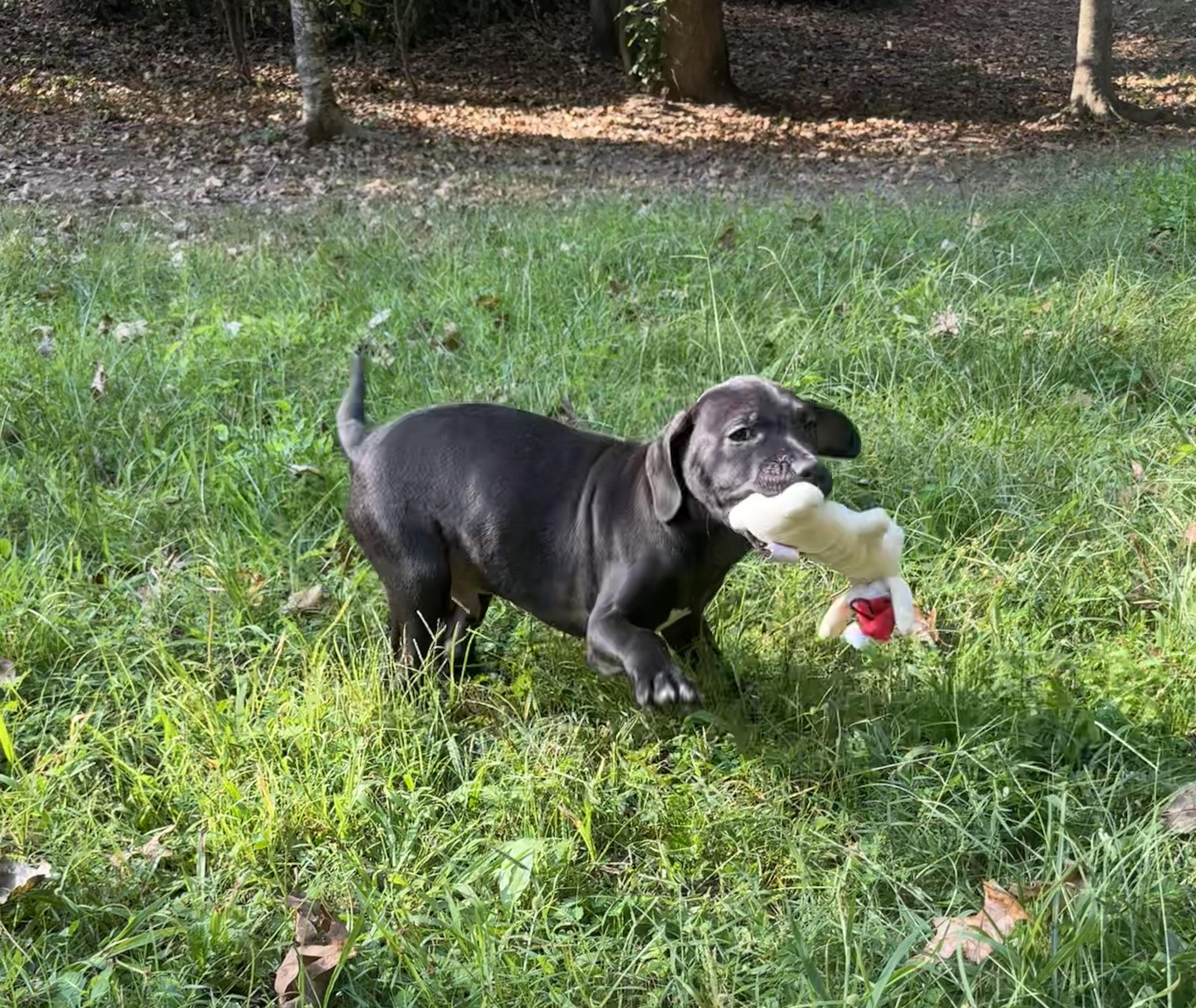 Skipper (Winataska litter), a Adoptable mixed breed in Chelsea, AL image 3/5