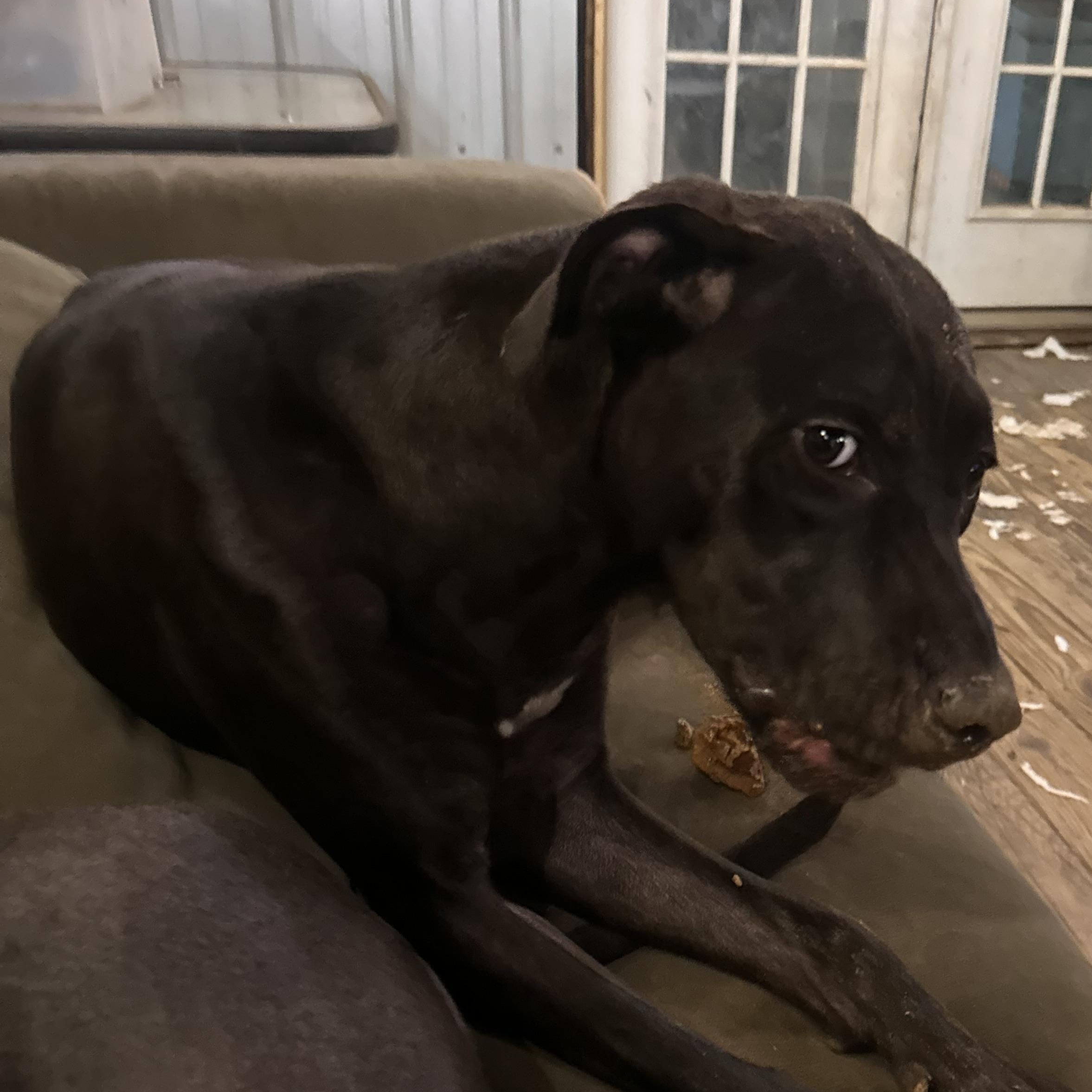Enlarge Skipper Todd, an adoptable mixed breed in Chelsea, AL image 5/6