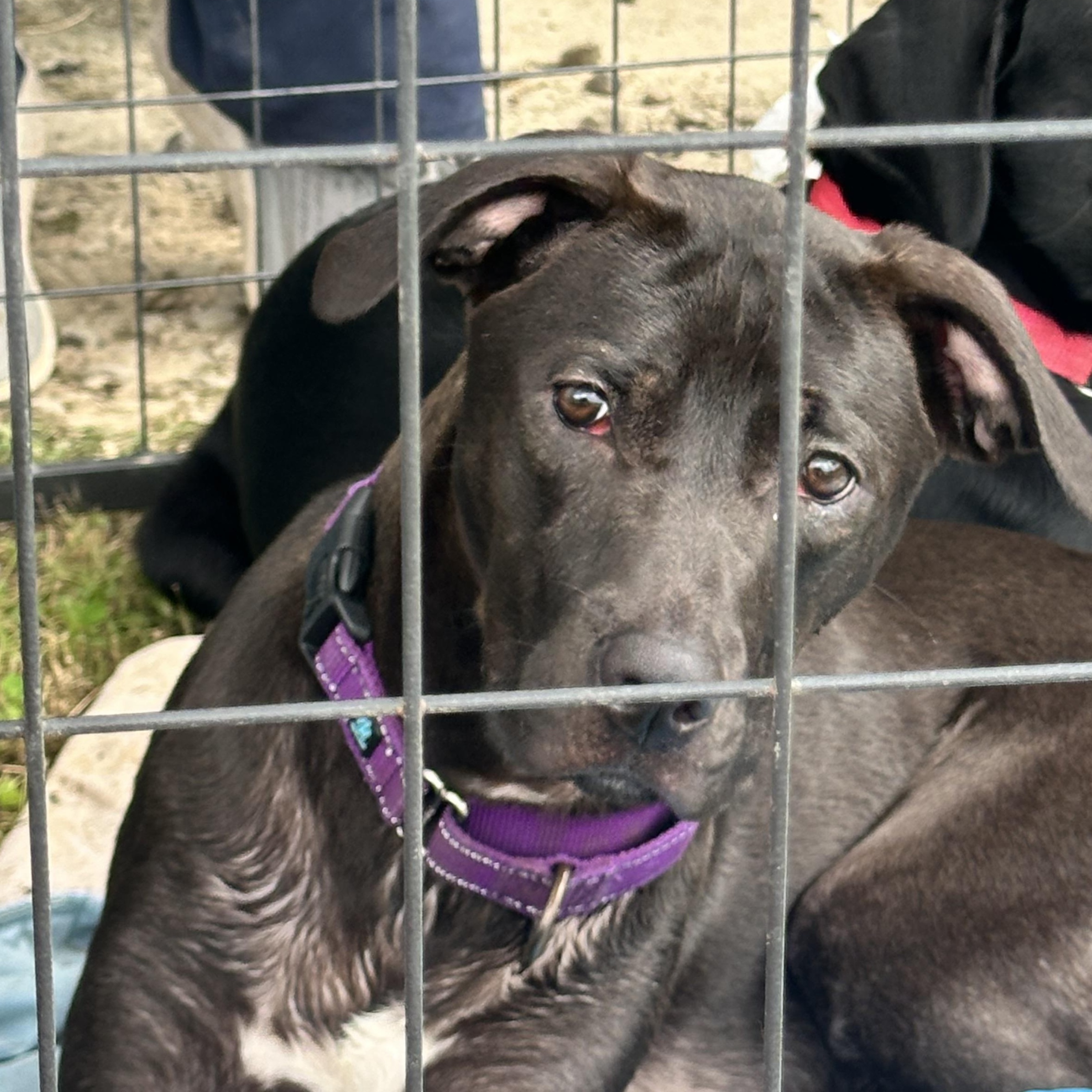 Enlarge Skipper Todd, an adoptable mixed breed in Chelsea, AL image 6/6