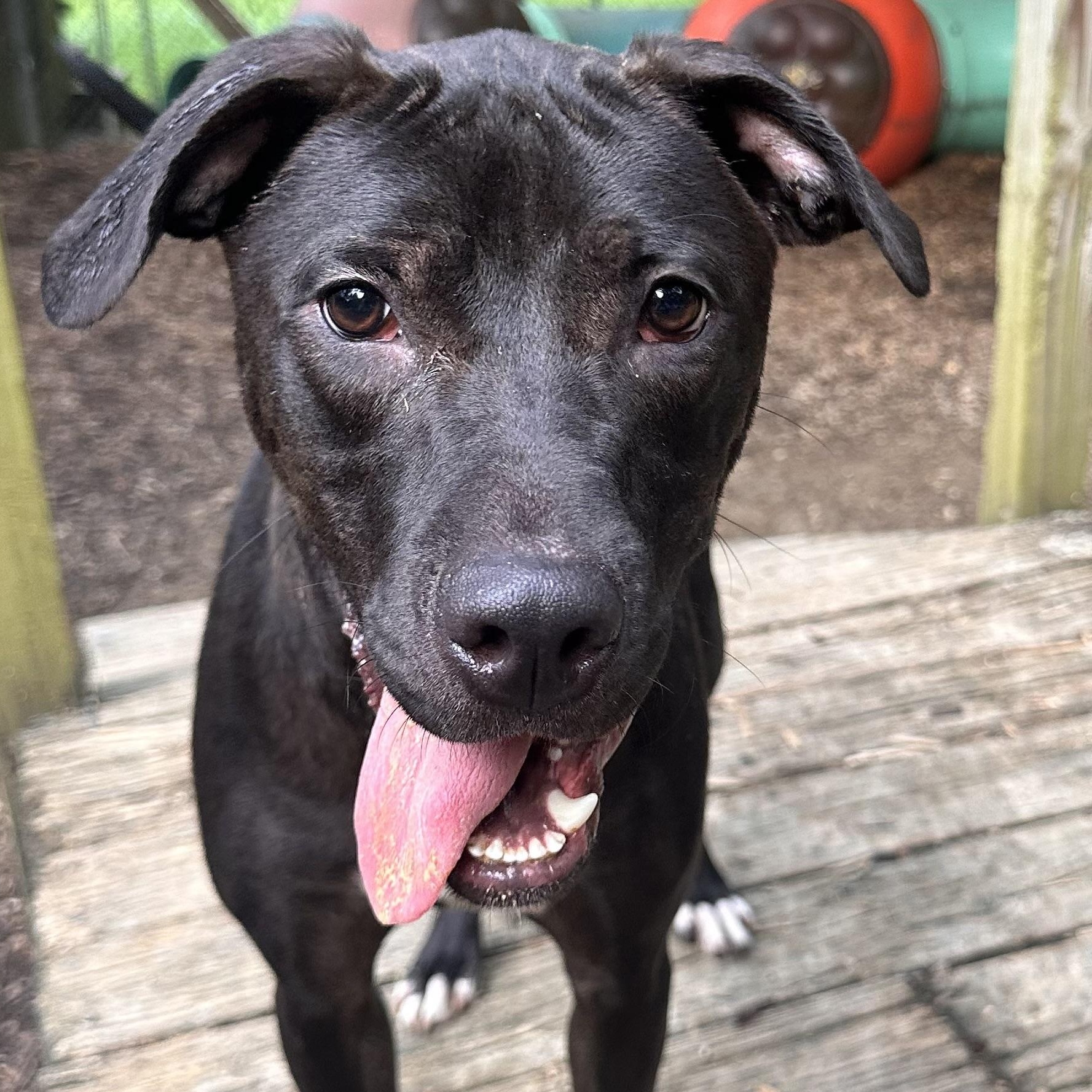 Enlarge Skipper Todd, an adoptable mixed breed in Chelsea, AL image 2/6