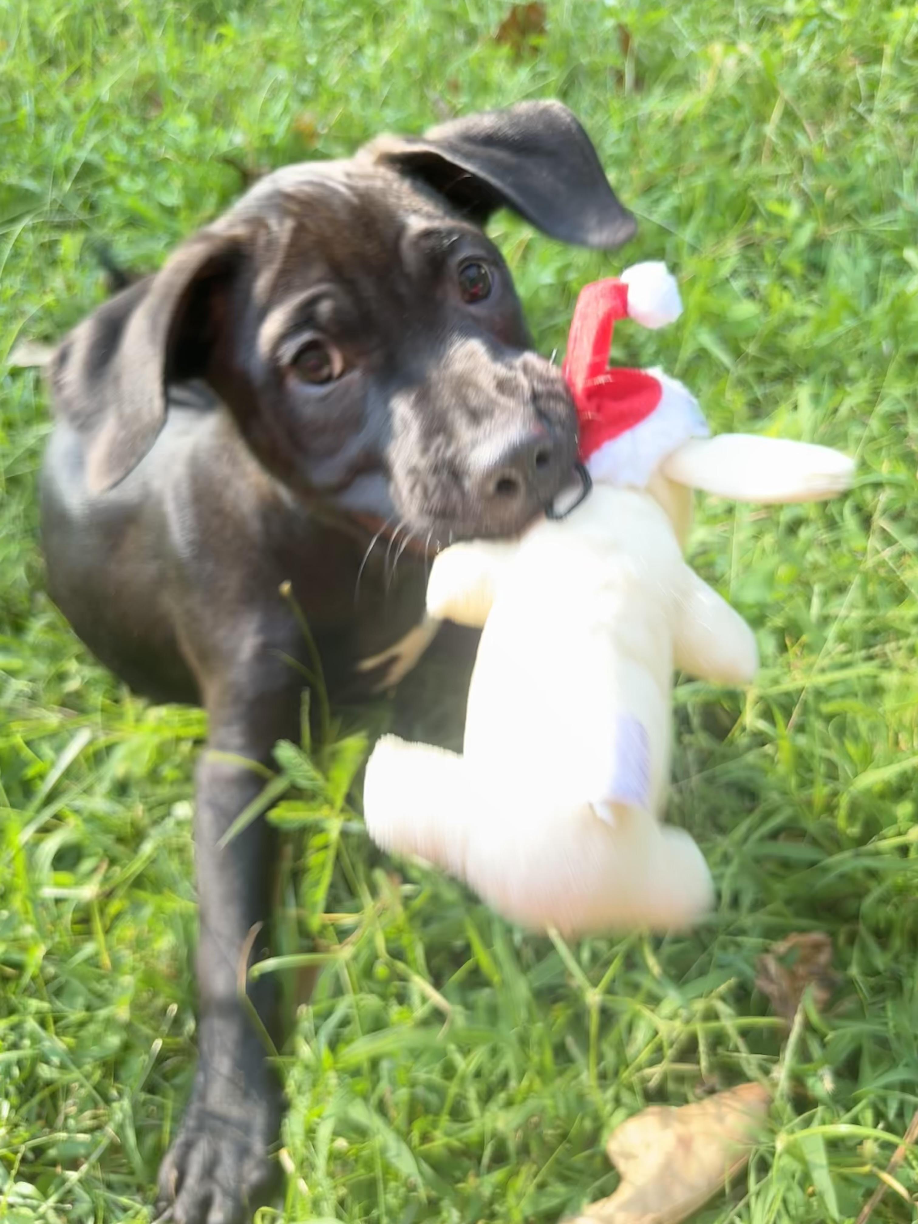 Skipper (Winataska litter), Adoptable, Puppy Male Black Labrador Retriever.