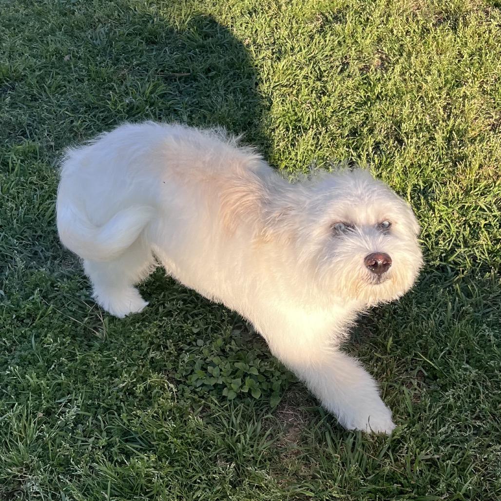 Bleu — thumbnail 2