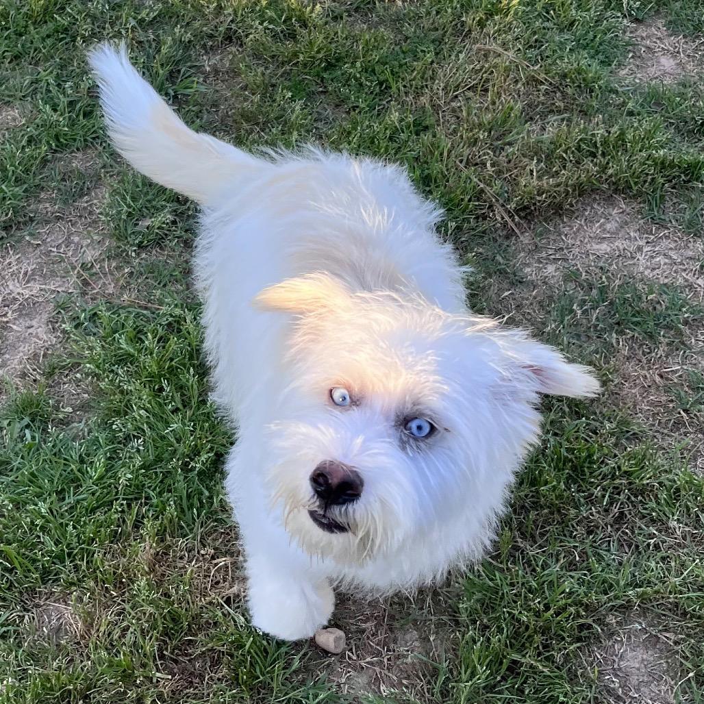 Bleu — thumbnail 3