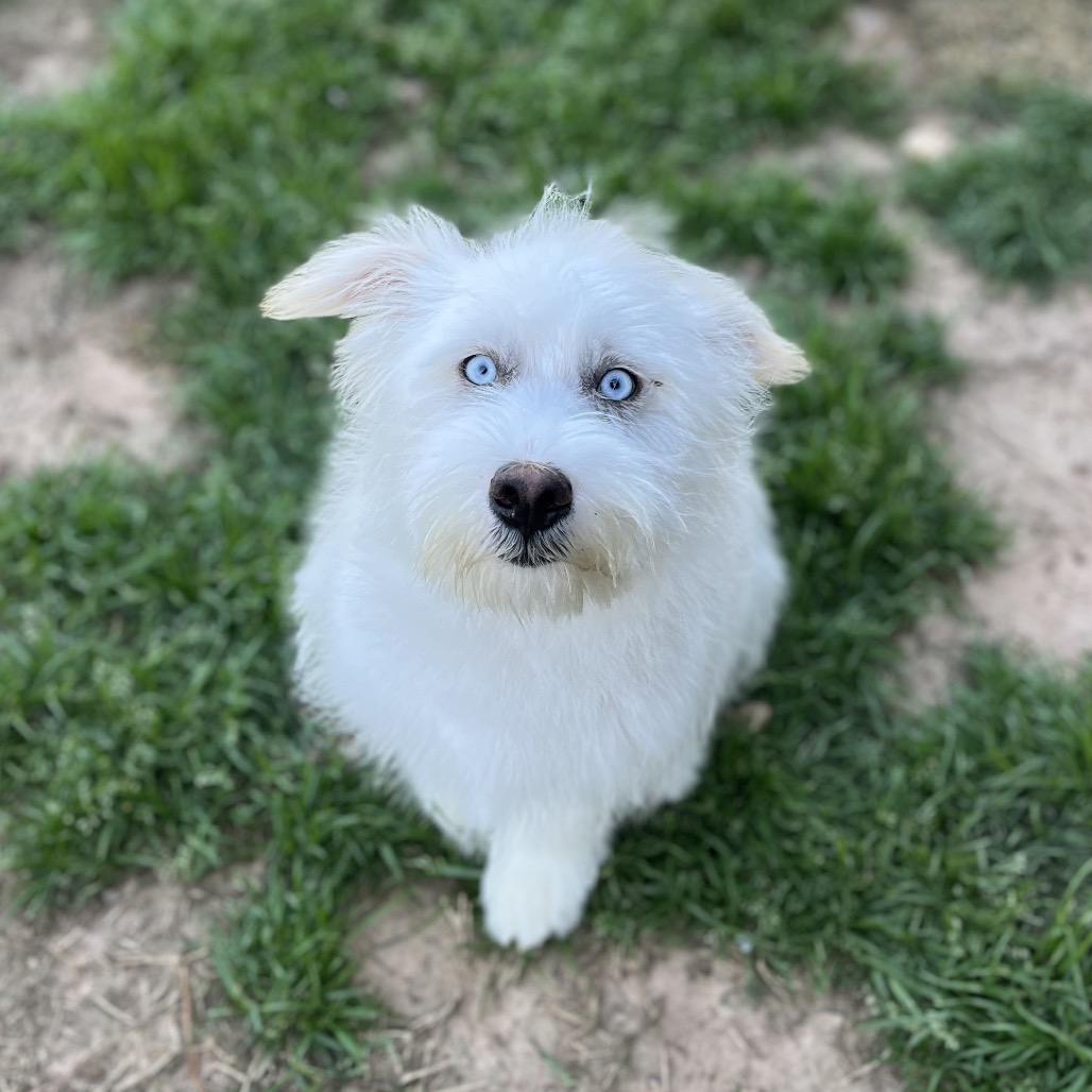 Bleu — thumbnail 4