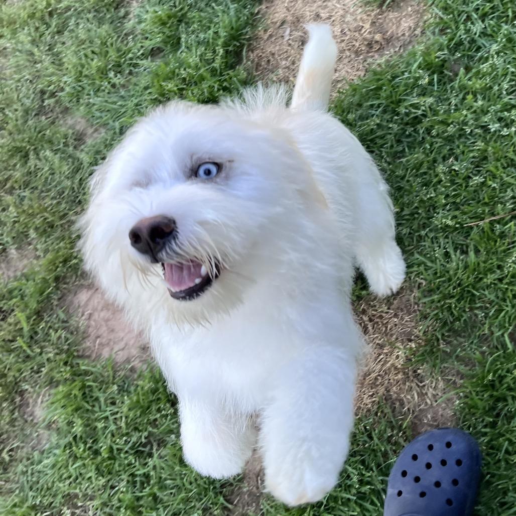 Bleu — thumbnail 6