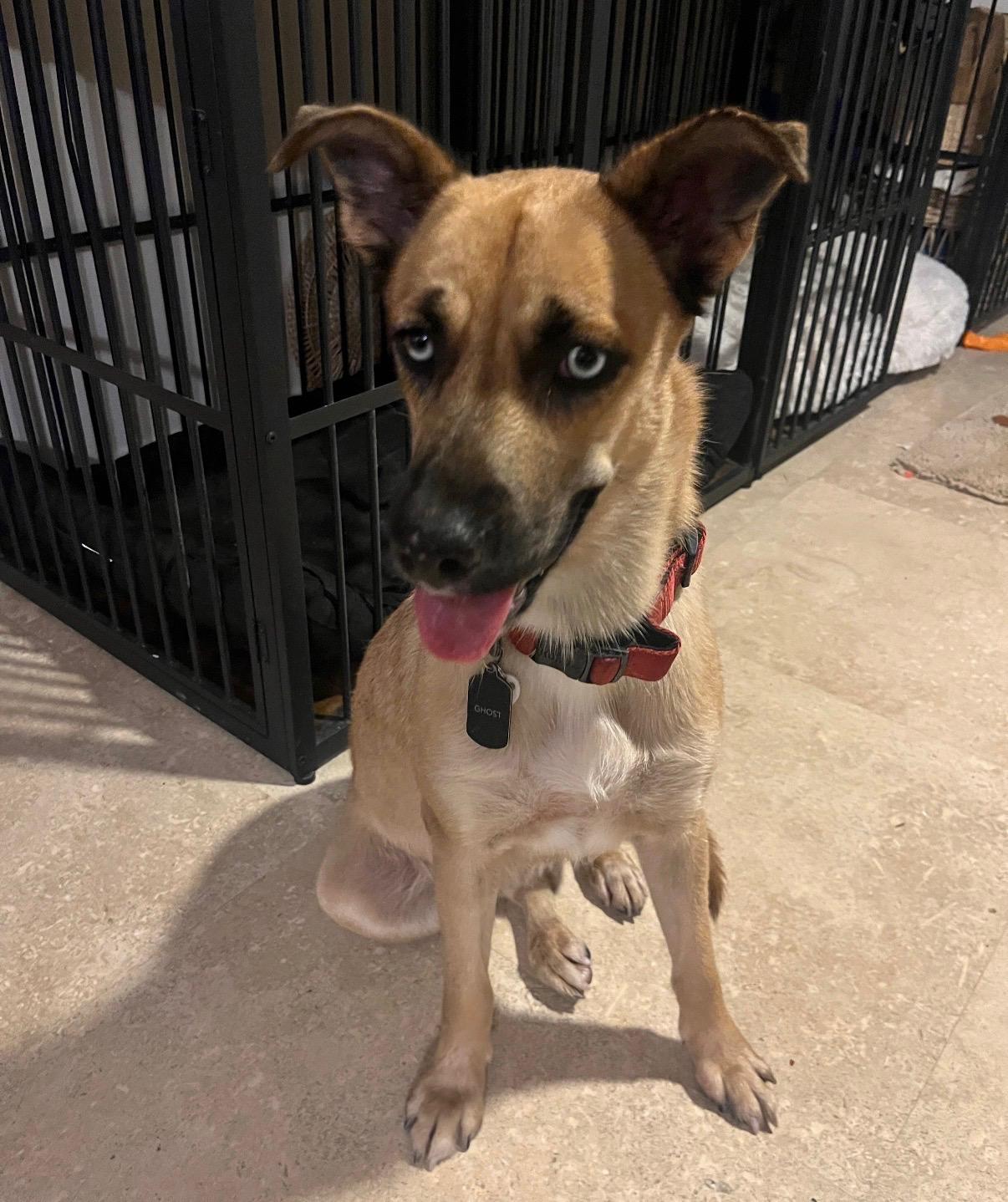 Maybel - The Shy Sweetie, a Adoptable mixed breed in PLEASANTVILLE, NY image 5/5