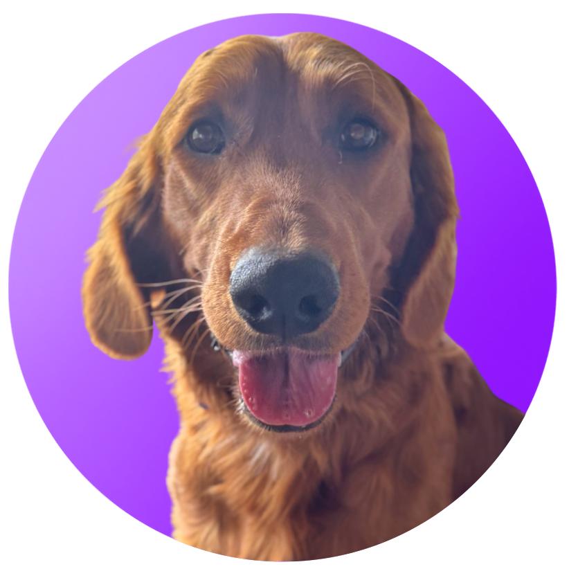 Enlarge Finn, a Adoptable Golden Retriever in Pacific Grove, CA image 4/4