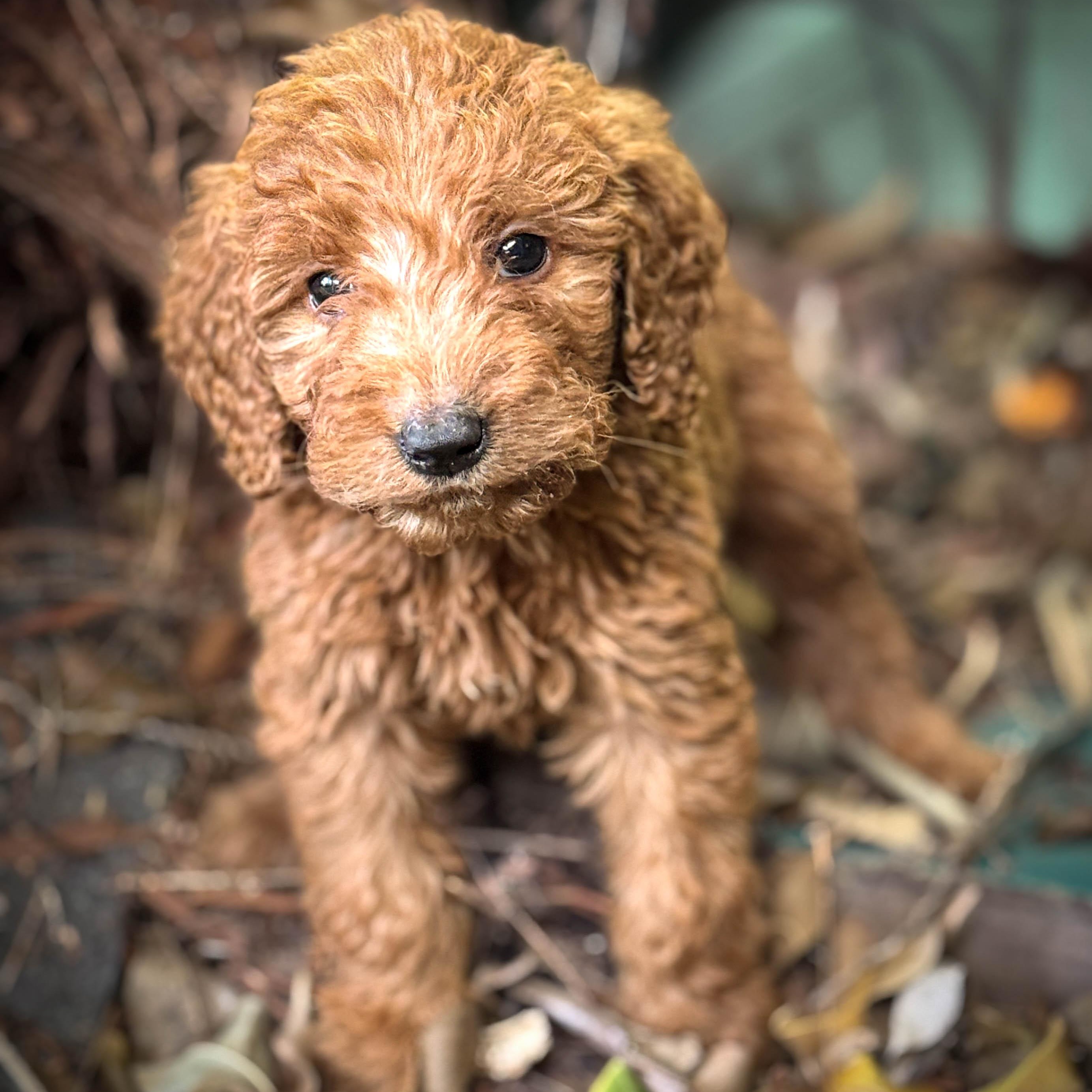 Enlarge Peanut Butter , a ADOPTABLE Goldendoodle in Torrance, CA image 2/4