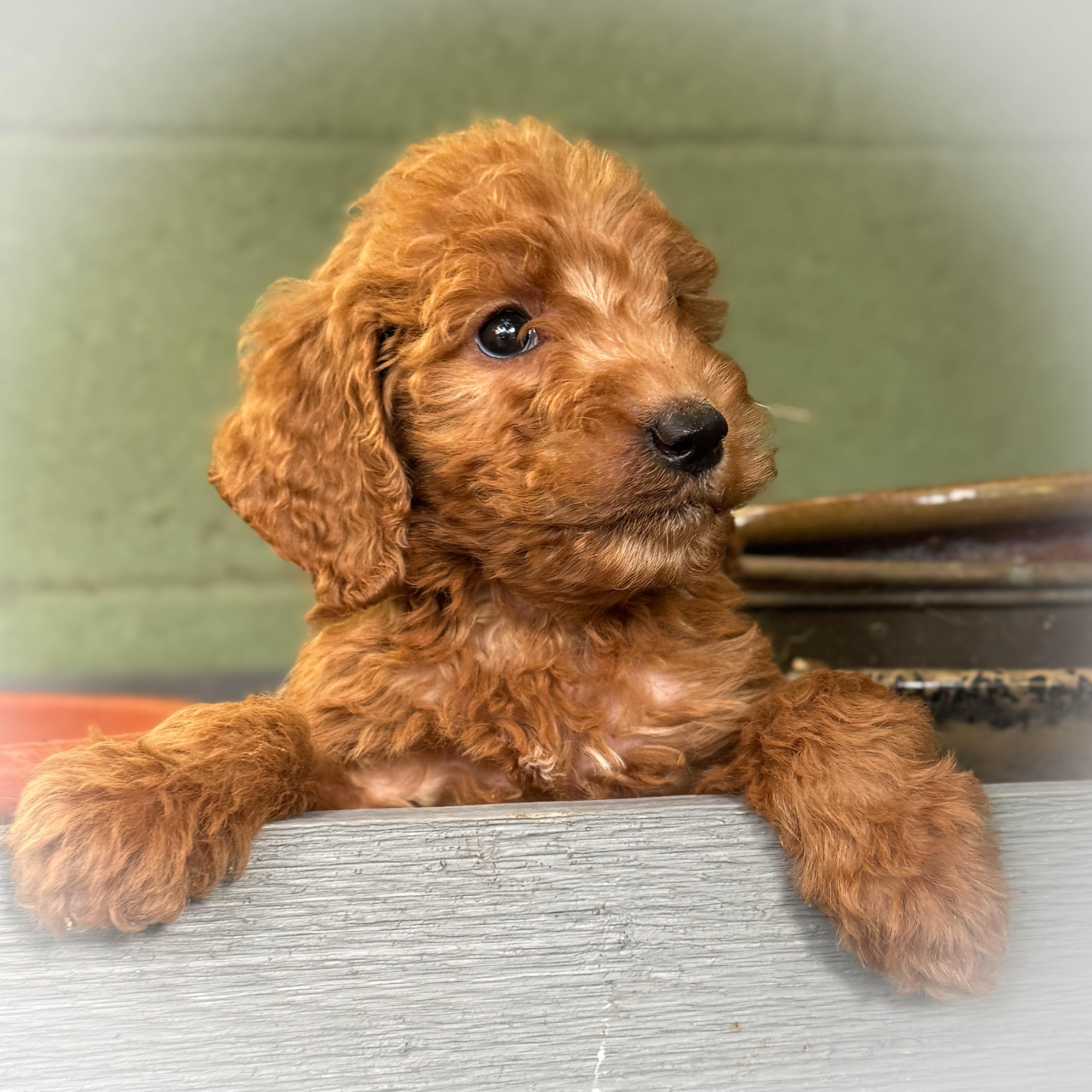 Enlarge Peanut Butter , a ADOPTABLE Goldendoodle in Torrance, CA image 1/4