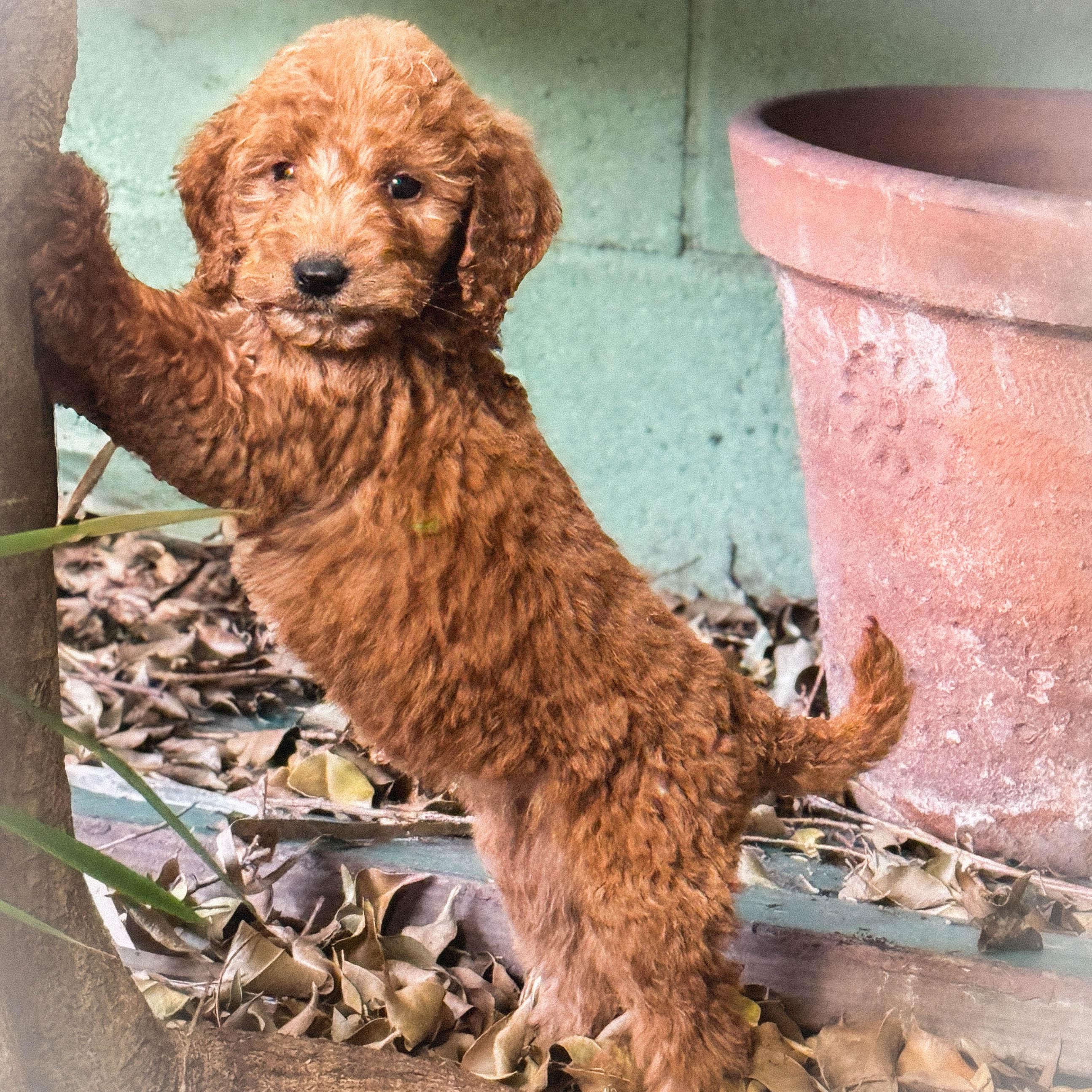 Enlarge Peanut Butter , a ADOPTABLE Goldendoodle in Torrance, CA image 3/4