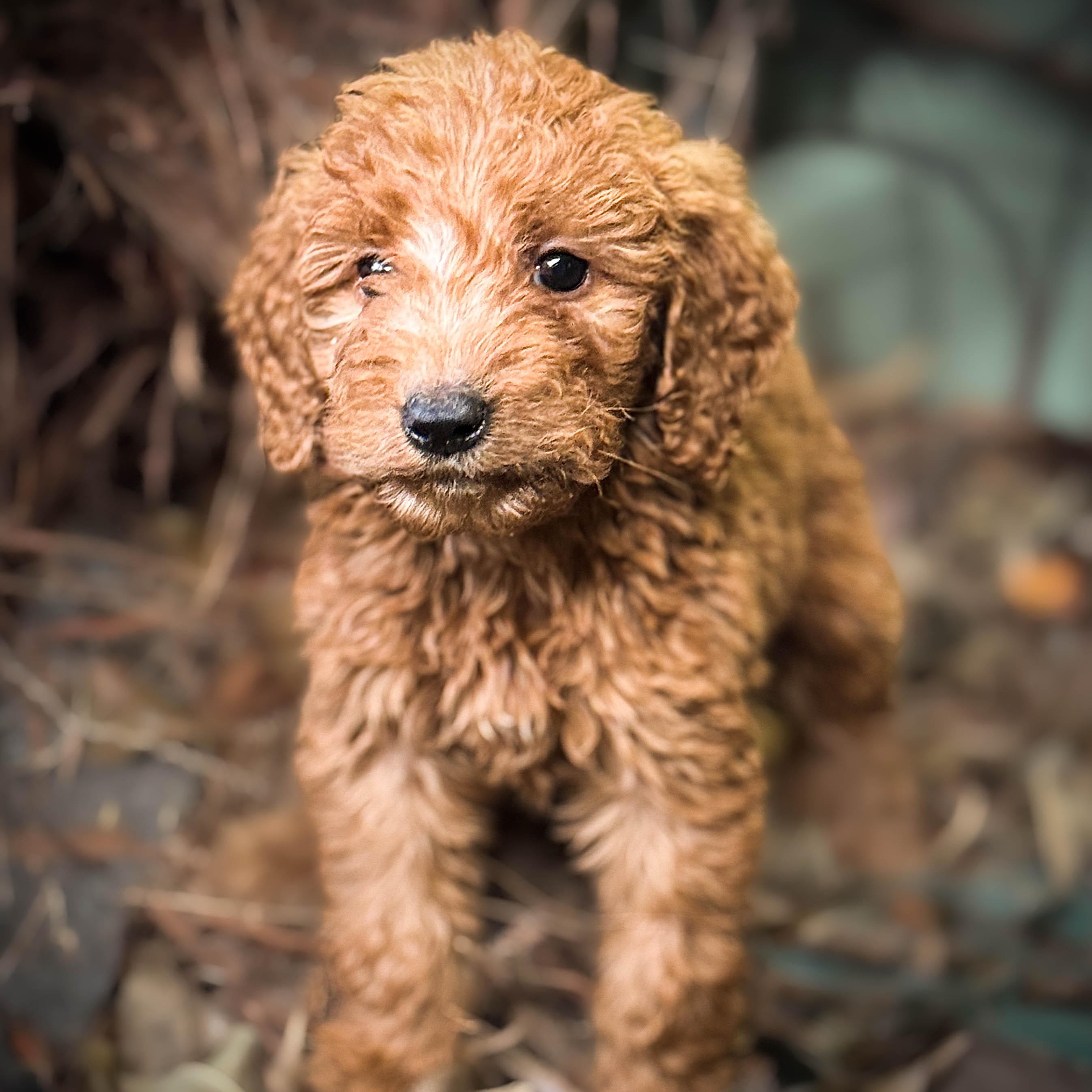 Enlarge Peanut Butter , a ADOPTABLE Goldendoodle in Torrance, CA image 4/4