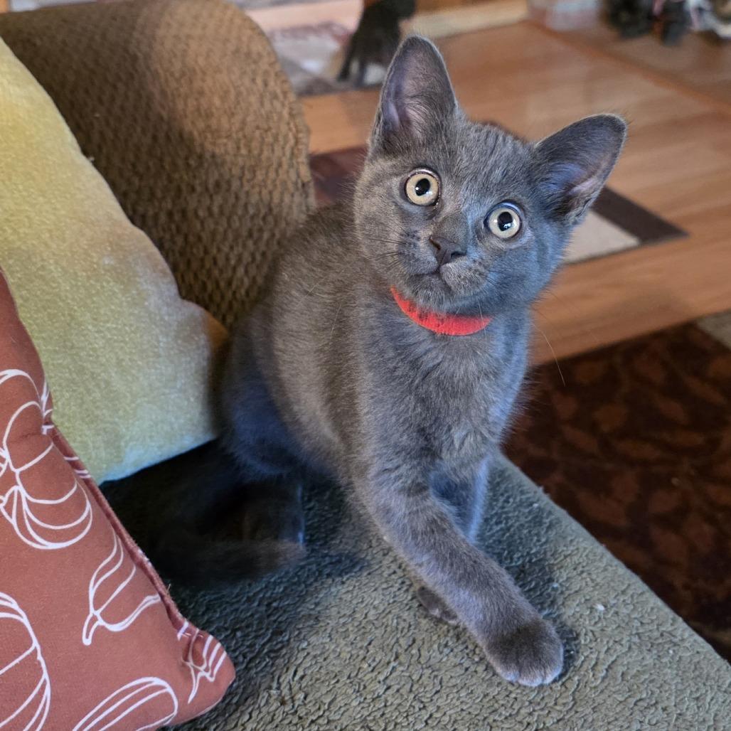 Gabby, Adoptable, Kitten Female Domestic Short Hair.