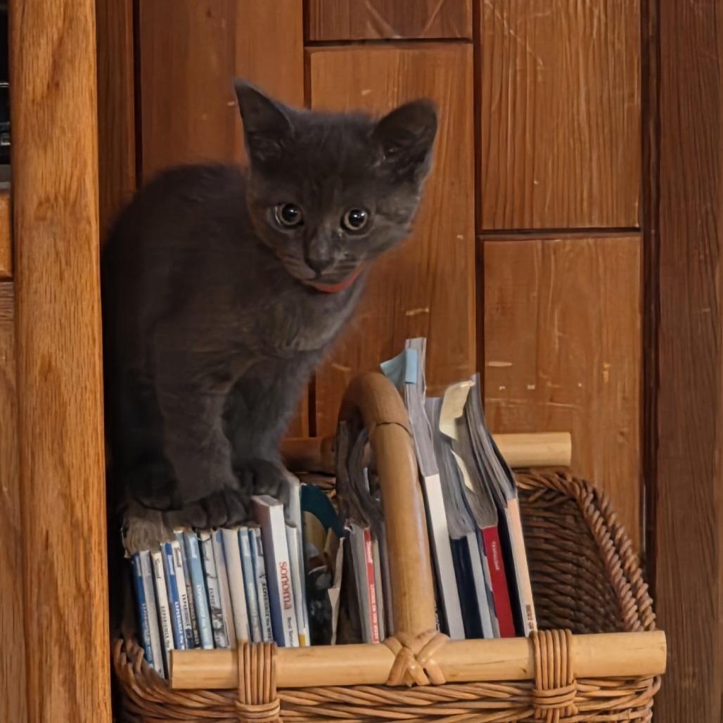 Enlarge Gabby, a Adoptable Domestic Short Hair in Santa Rosa, CA image 2/5