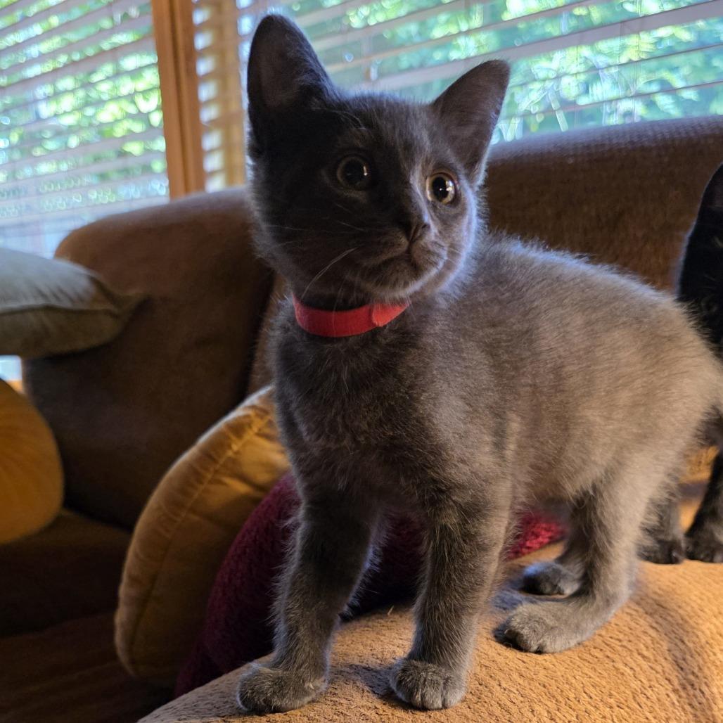 Enlarge Gabby, a Adoptable Domestic Short Hair in Santa Rosa, CA image 4/5