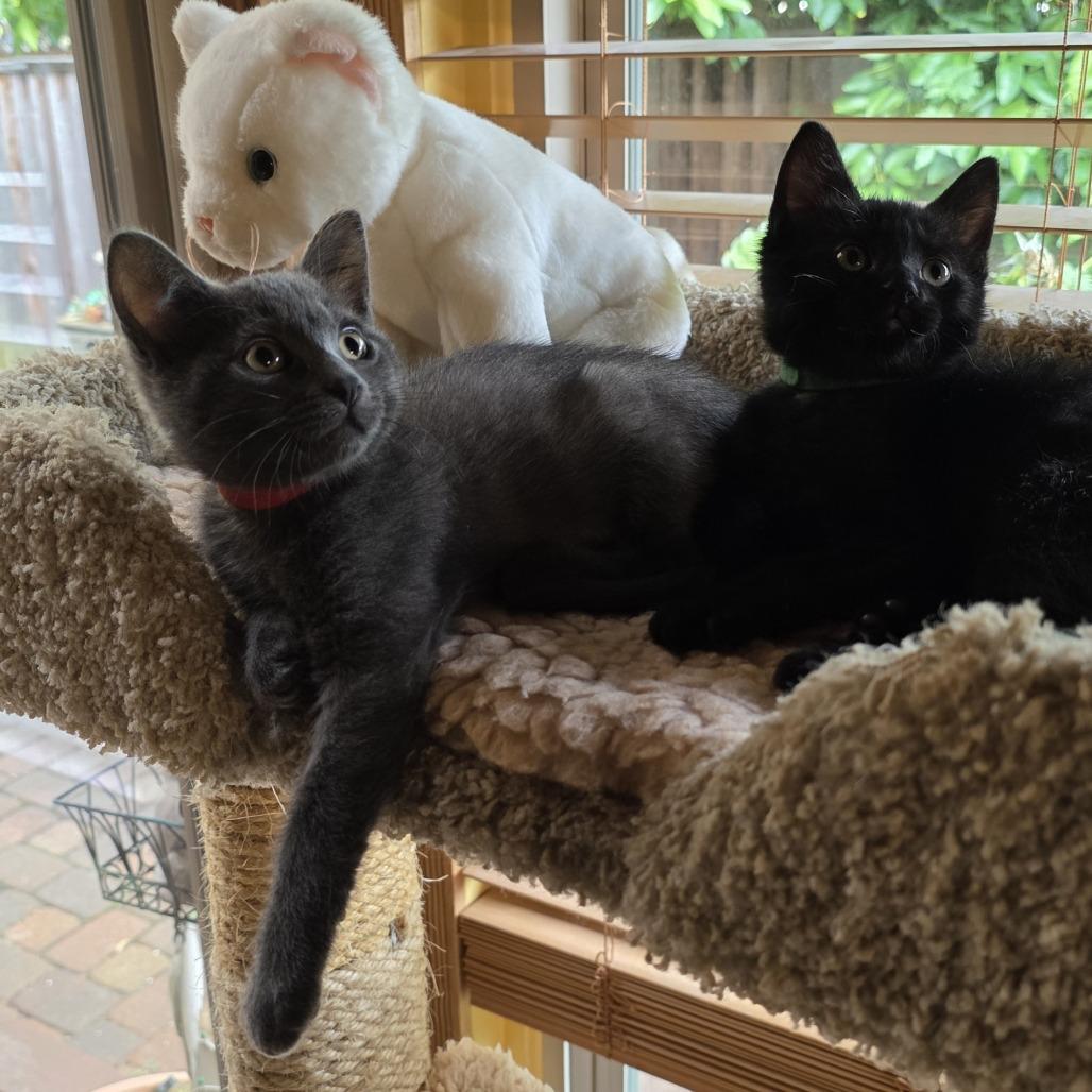 Enlarge Gabby, a Adoptable Domestic Short Hair in Santa Rosa, CA image 5/5