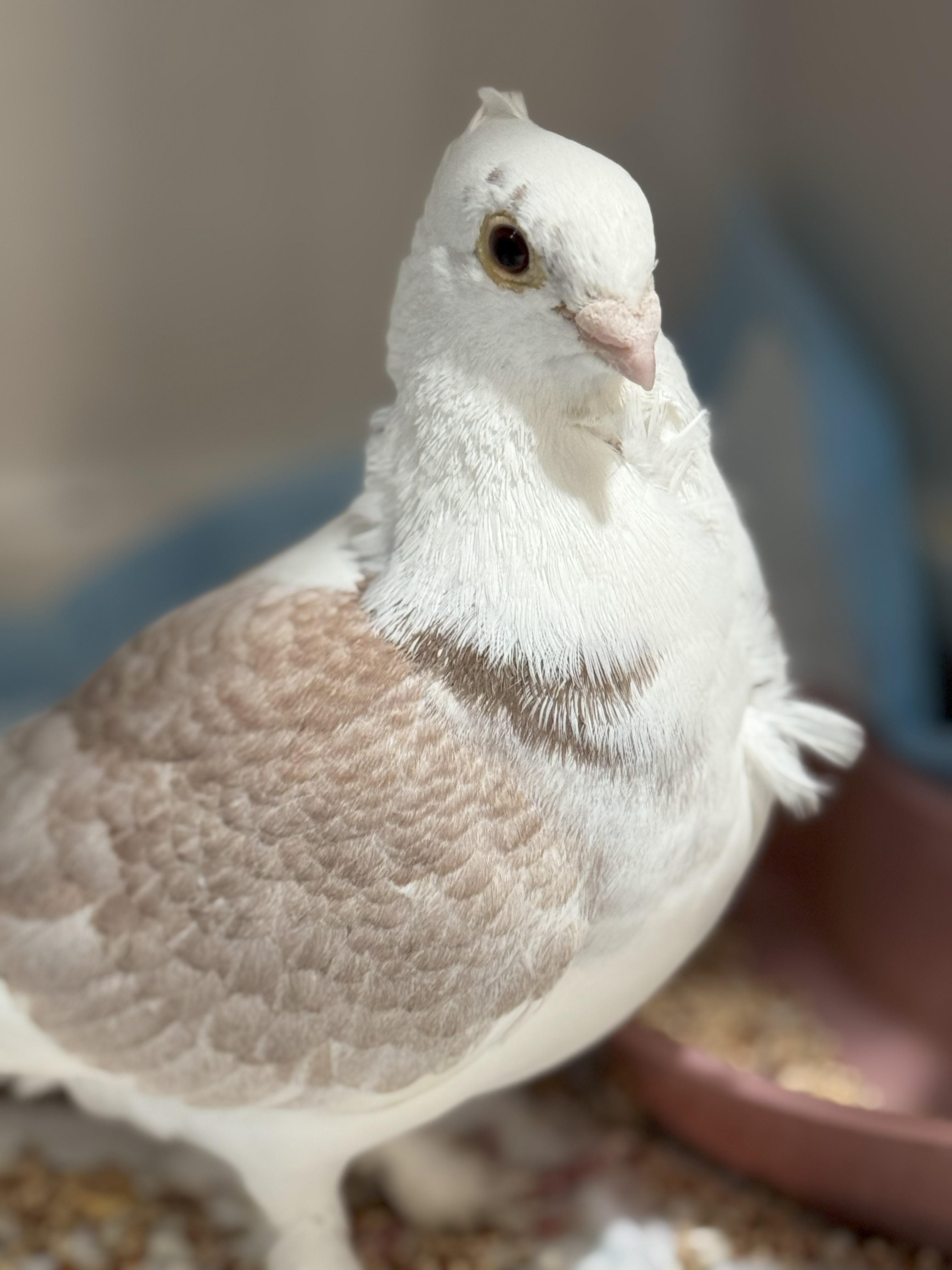 Brown Owl Duck Bird