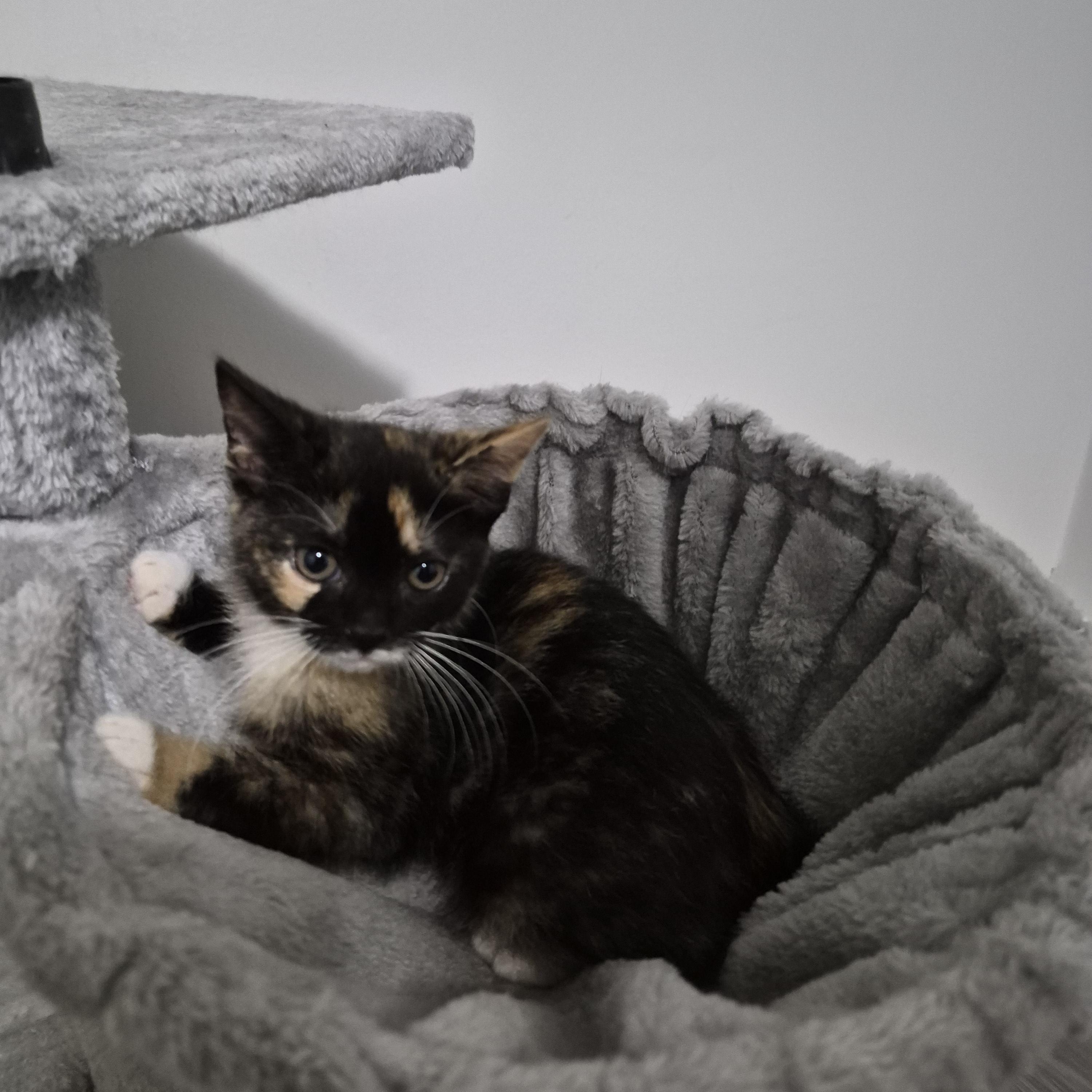 Enlarge Maple, a Adoptable Domestic Short Hair in Hamilton, ON image 4/6