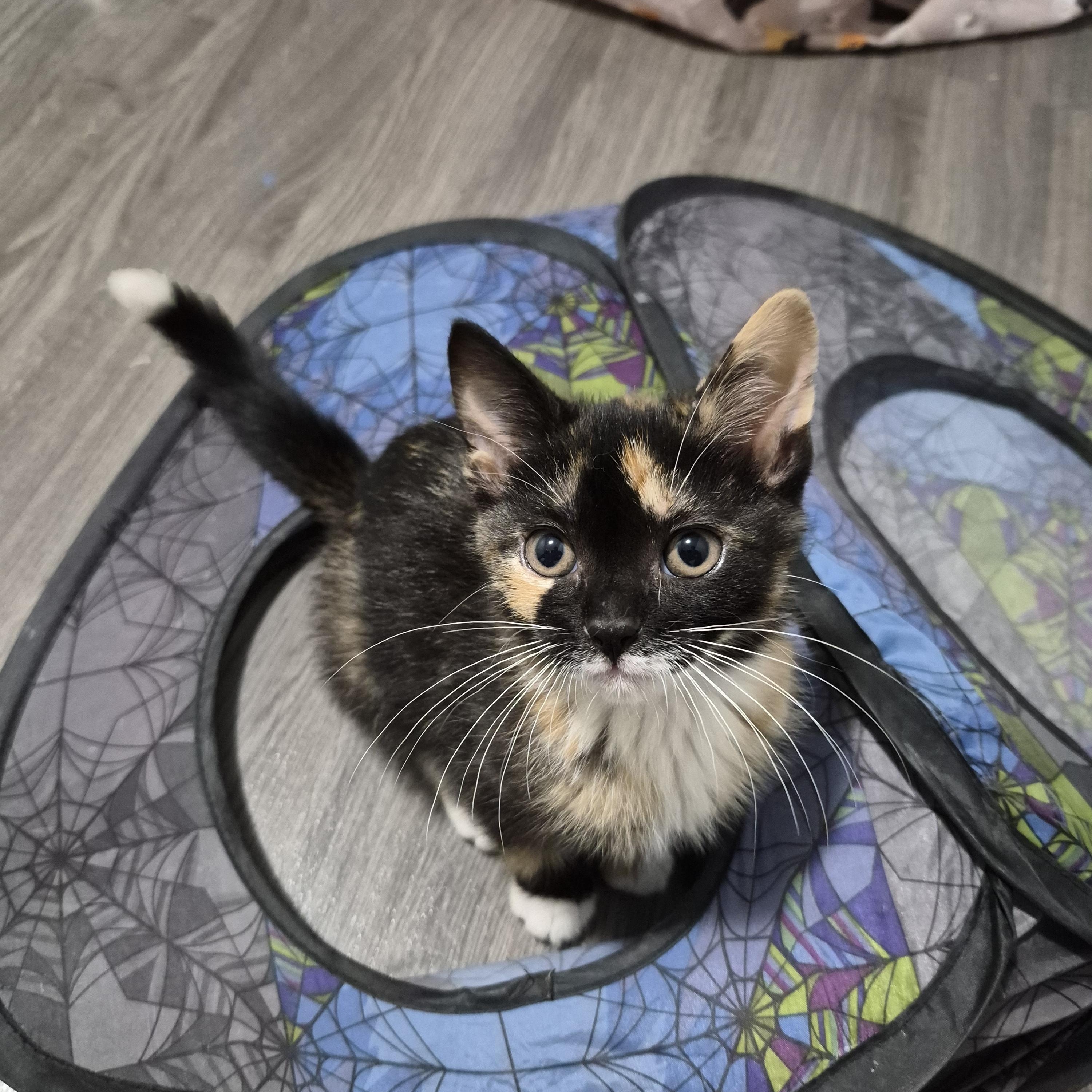 Enlarge Maple, a Adoptable Domestic Short Hair in Hamilton, ON image 2/6