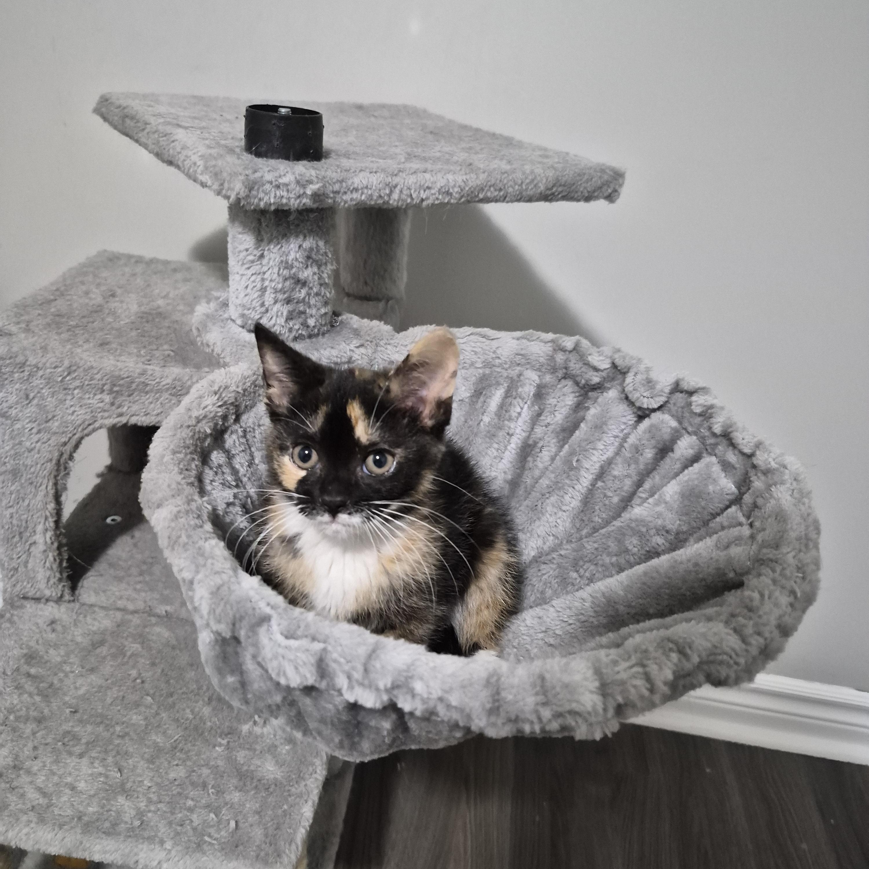 Maple, Adoptable, Kitten Female Domestic Short Hair.