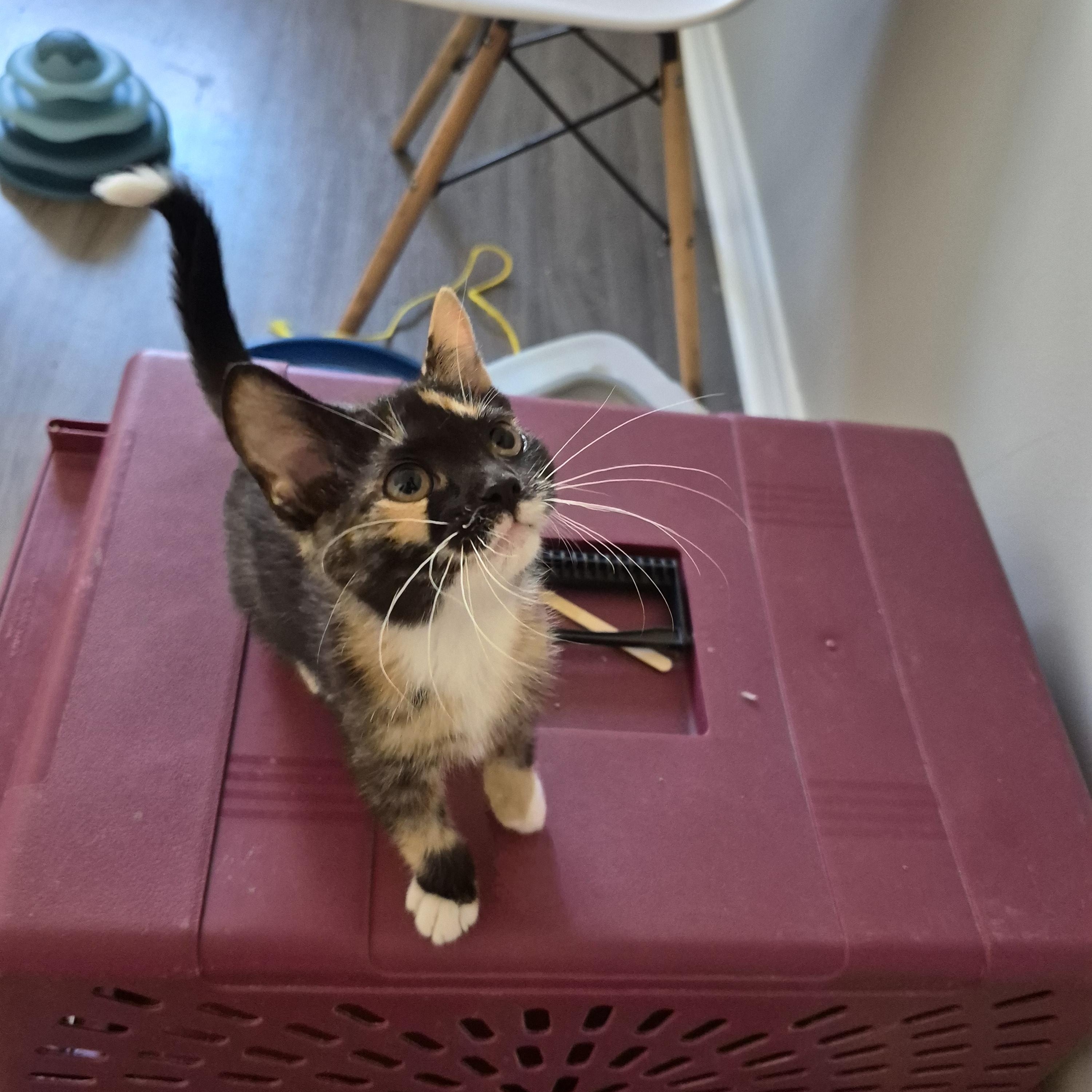 Enlarge Maple, a Adoptable Domestic Short Hair in Hamilton, ON image 6/6
