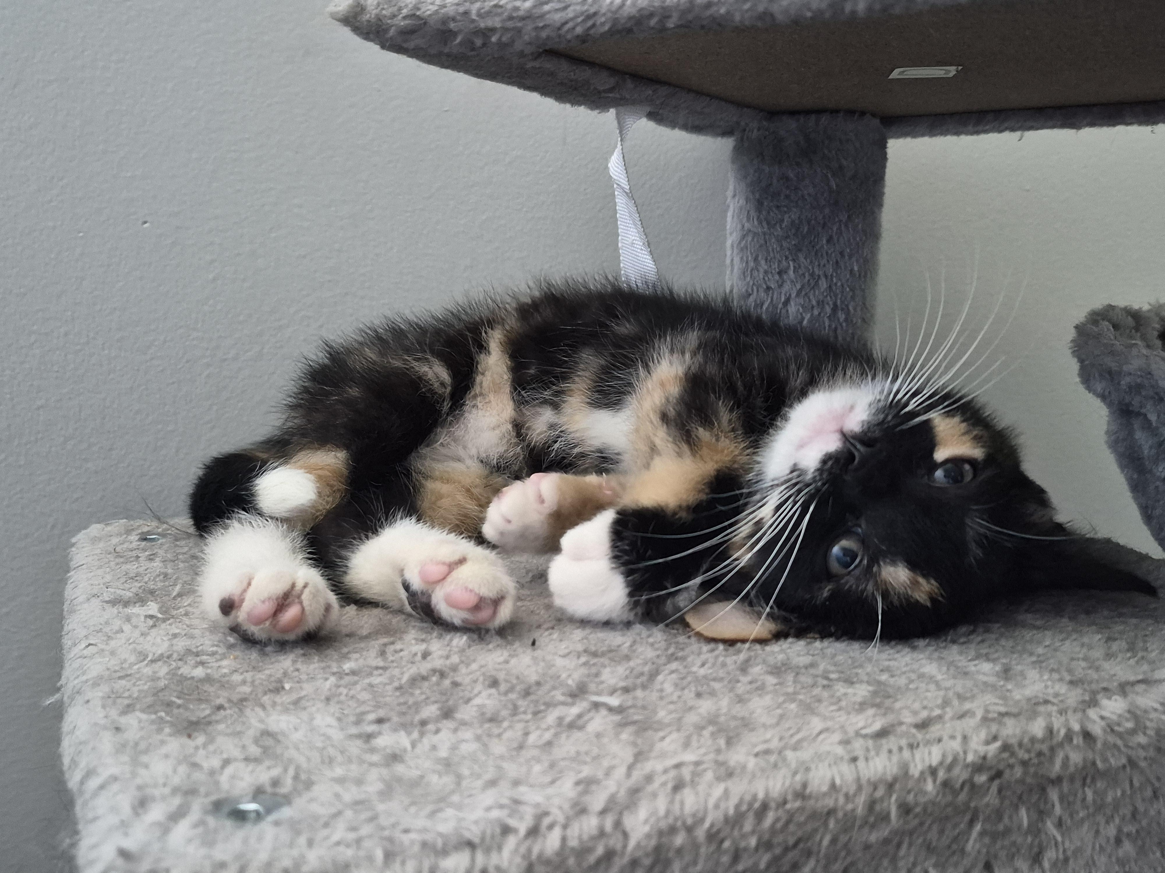 Enlarge Maple, a Adoptable Domestic Short Hair in Hamilton, ON image 5/6