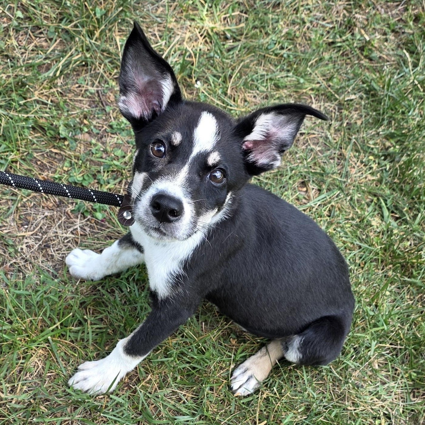 Whitney, a Adoptable Mixed Breed in Greensboro, NC image 5/6