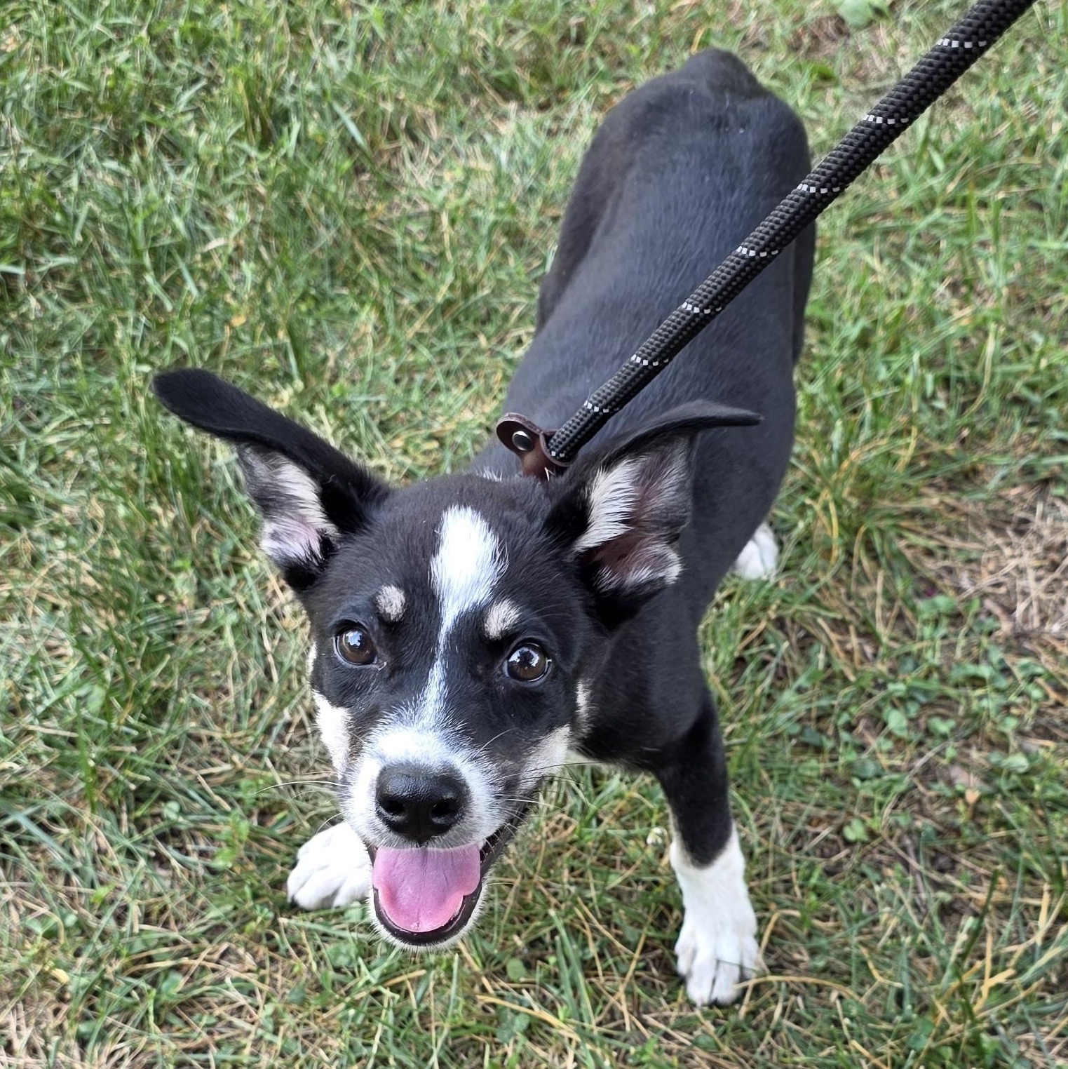 Whitney, a Adoptable Mixed Breed in Greensboro, NC image 2/6