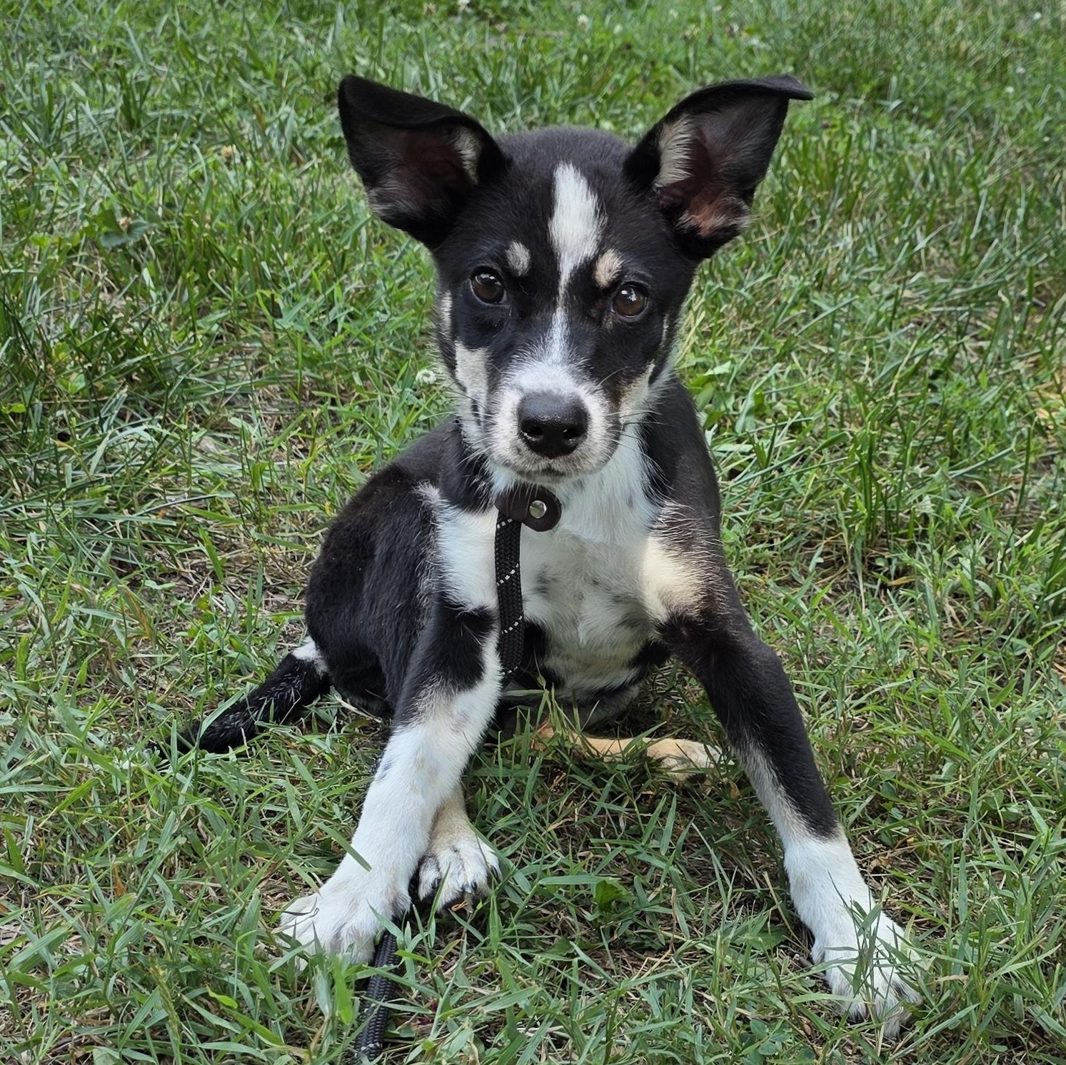 Whitney, Adoptable, Young Female Mixed Breed.