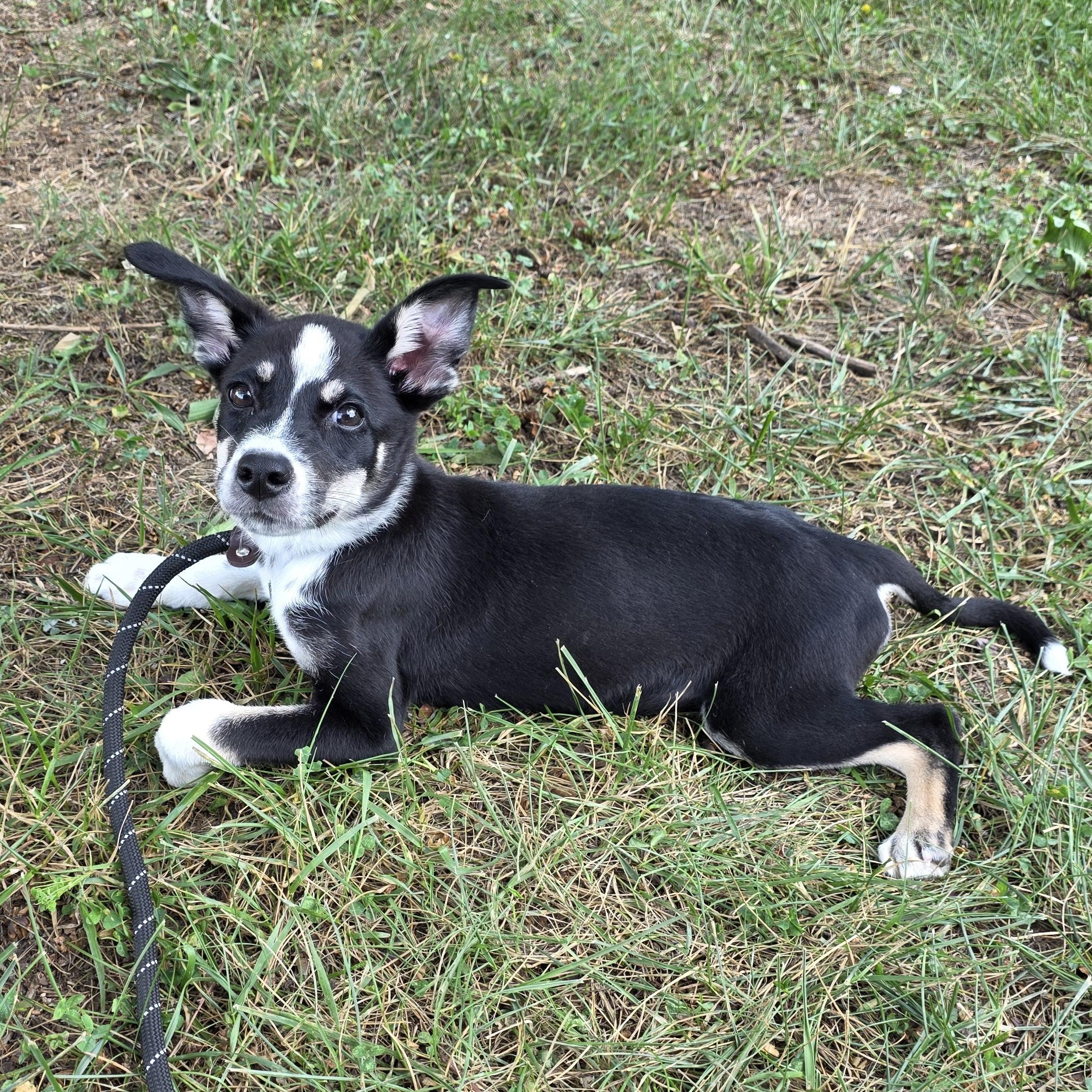 Whitney, a Adoptable Mixed Breed in Greensboro, NC image 3/6