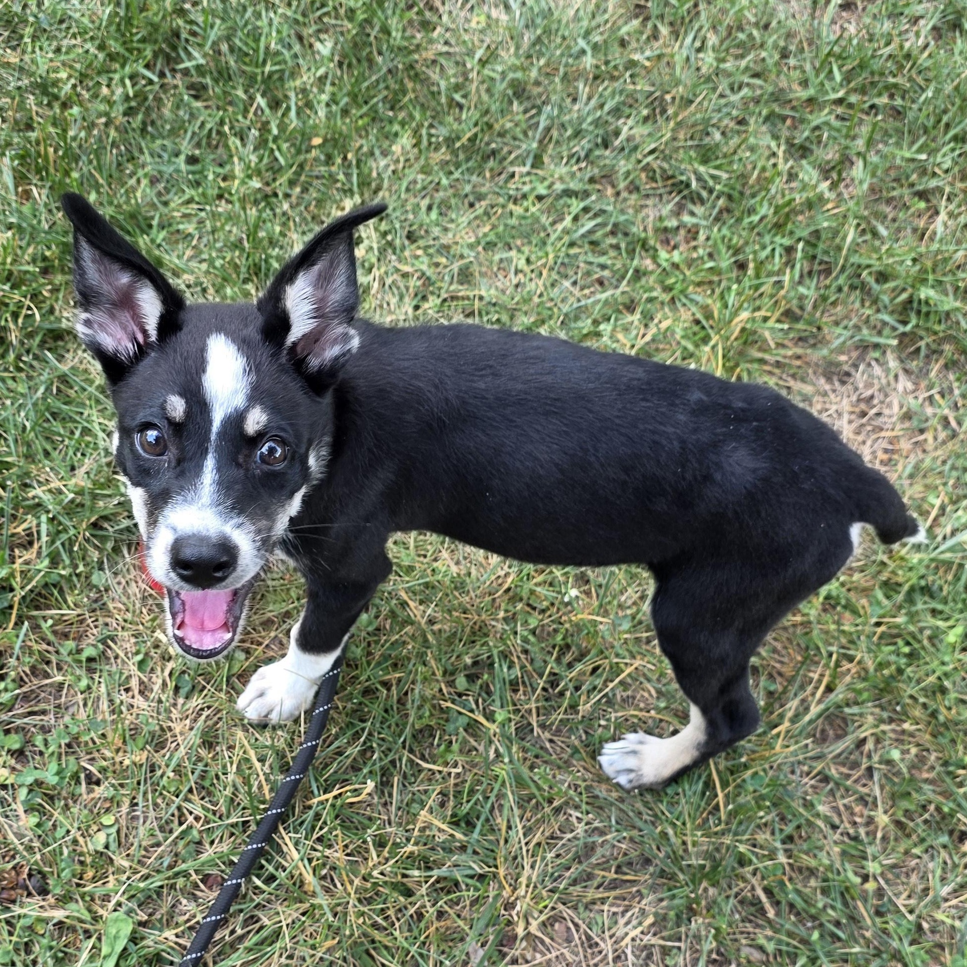 Whitney, a Adoptable Mixed Breed in Greensboro, NC image 6/6